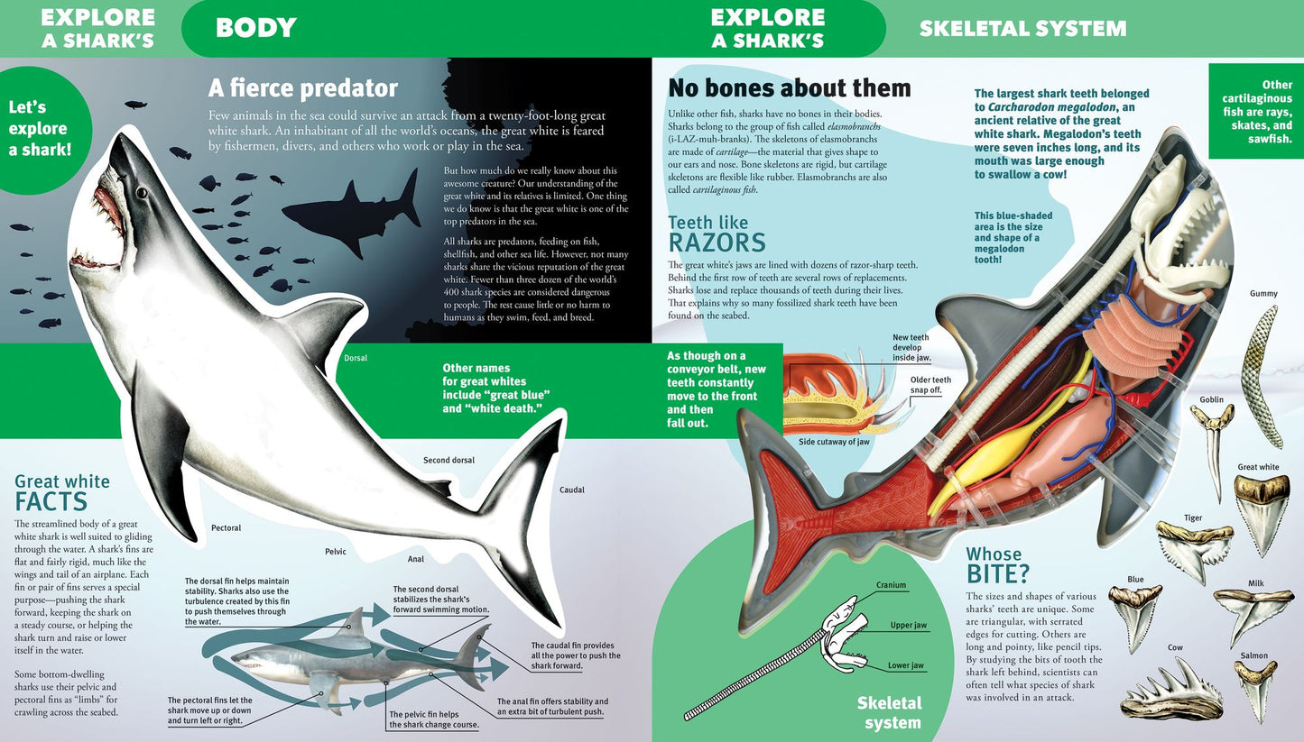 Explore a Shark
