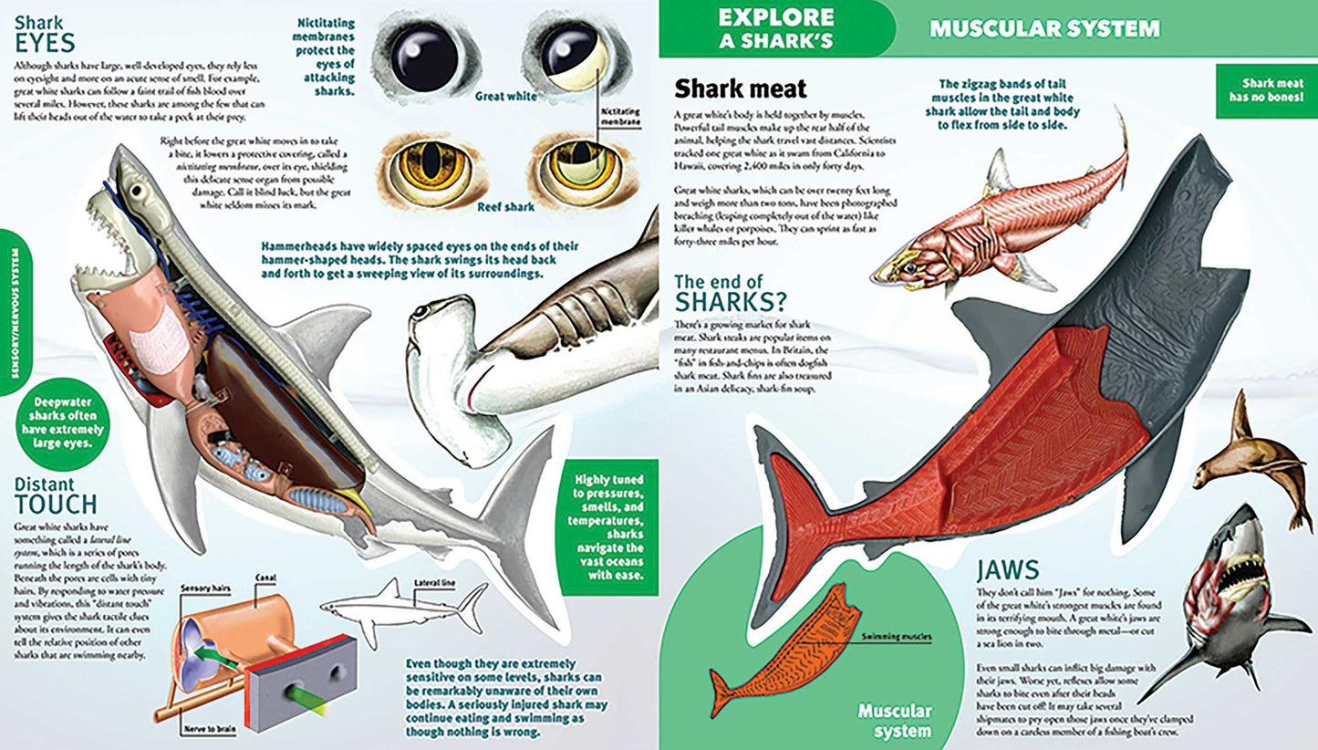 Explore a Shark
