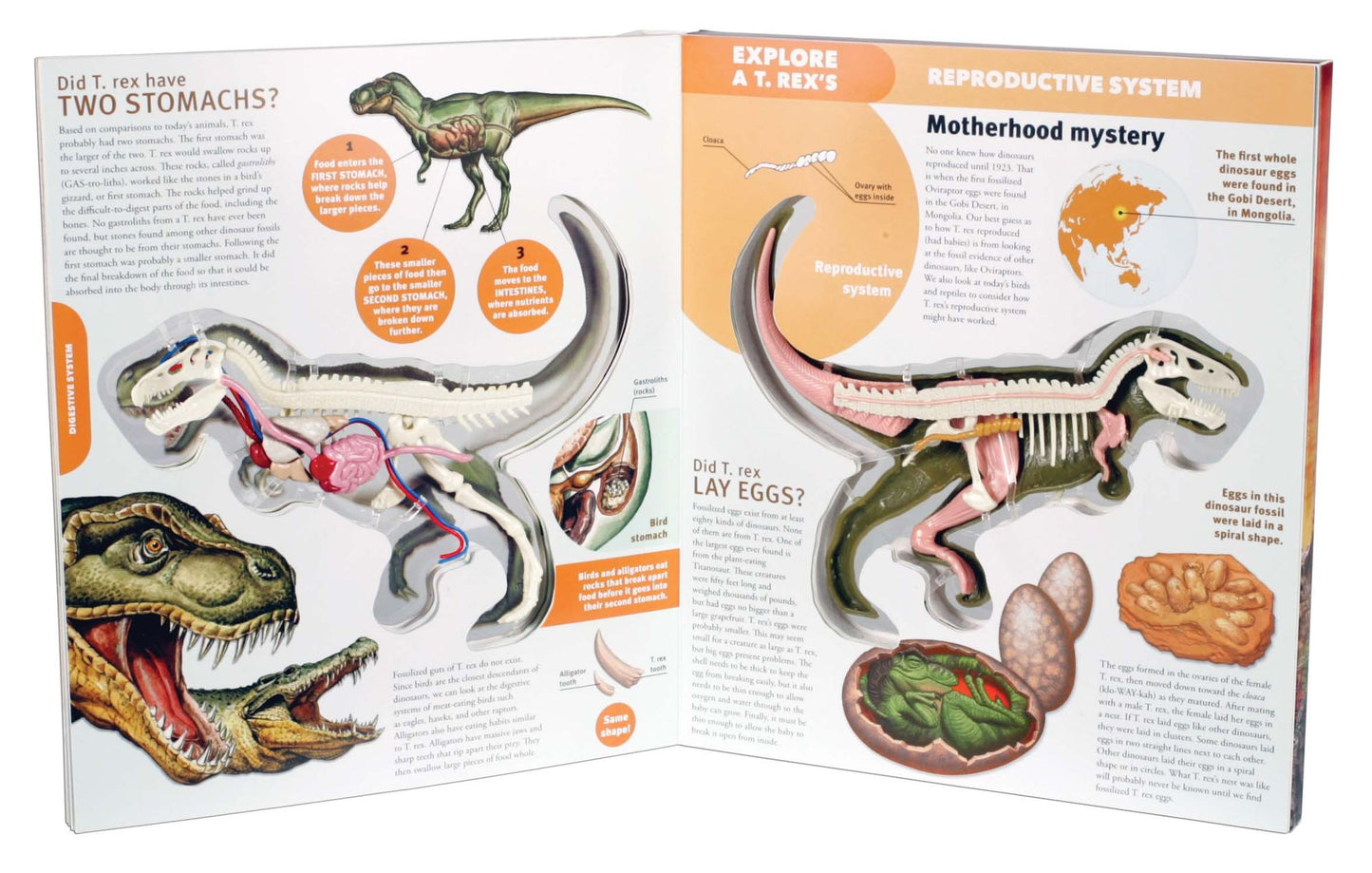 Explore a T. Rex