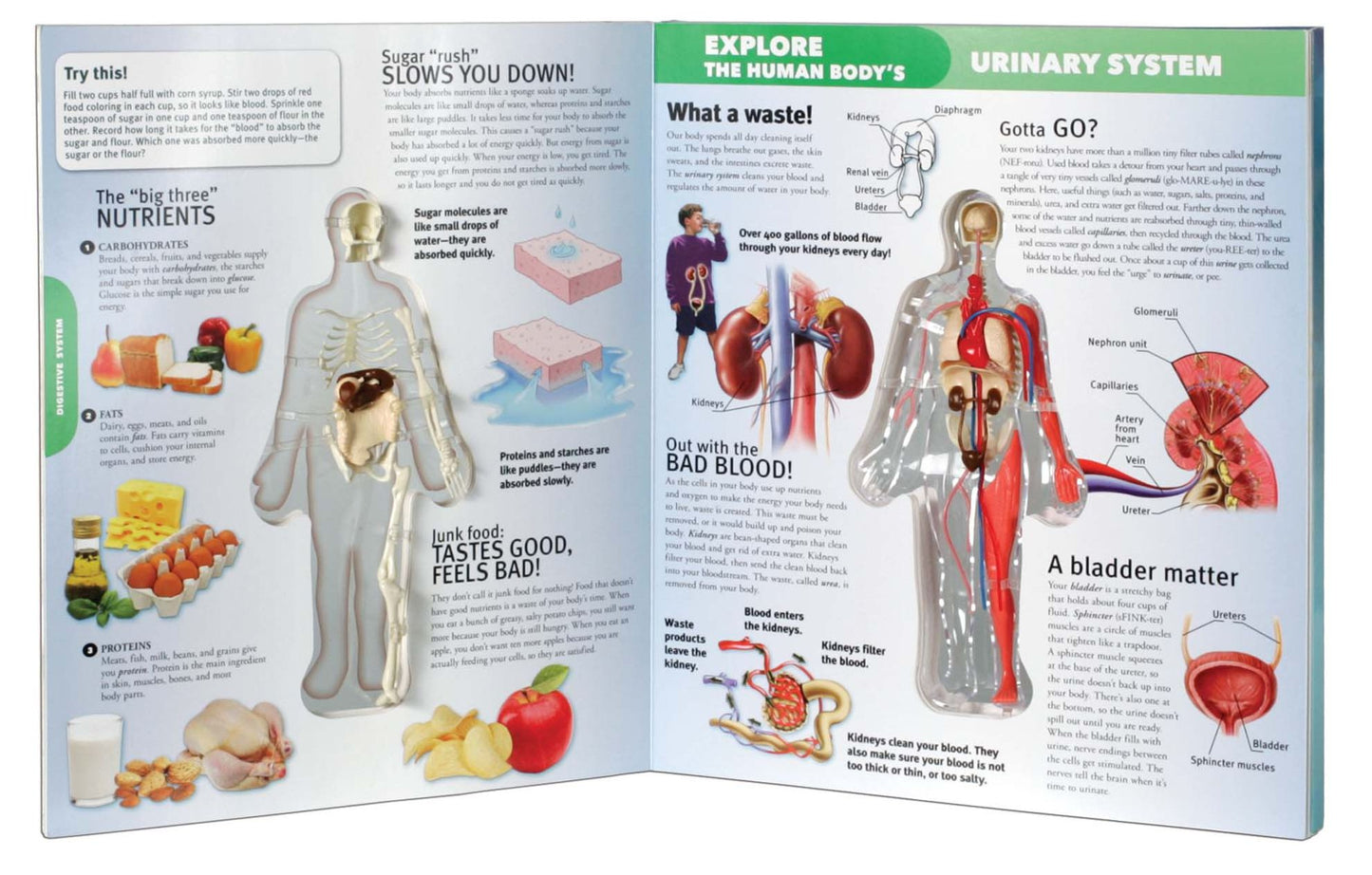 Explore the Human Body