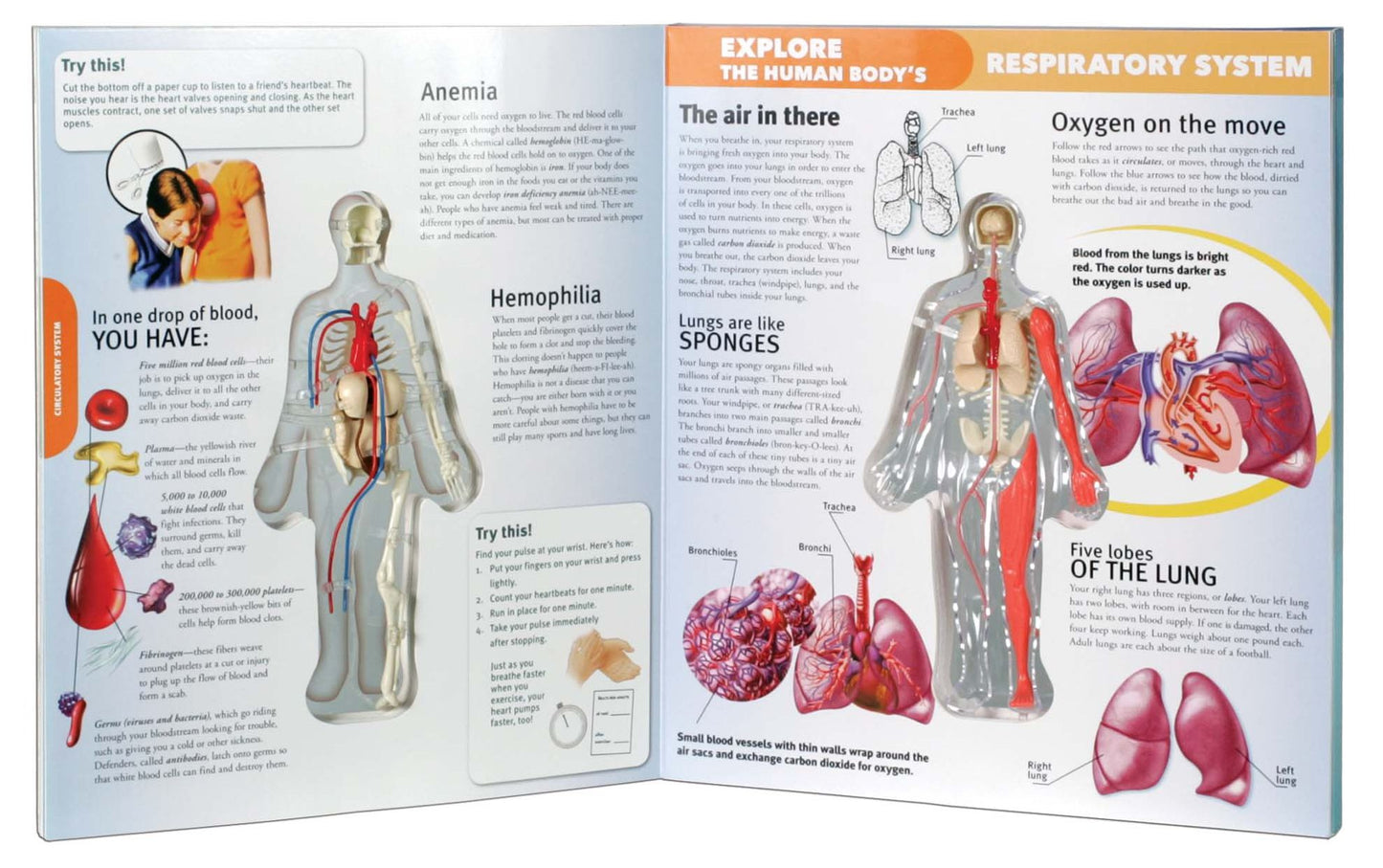 Explore the Human Body