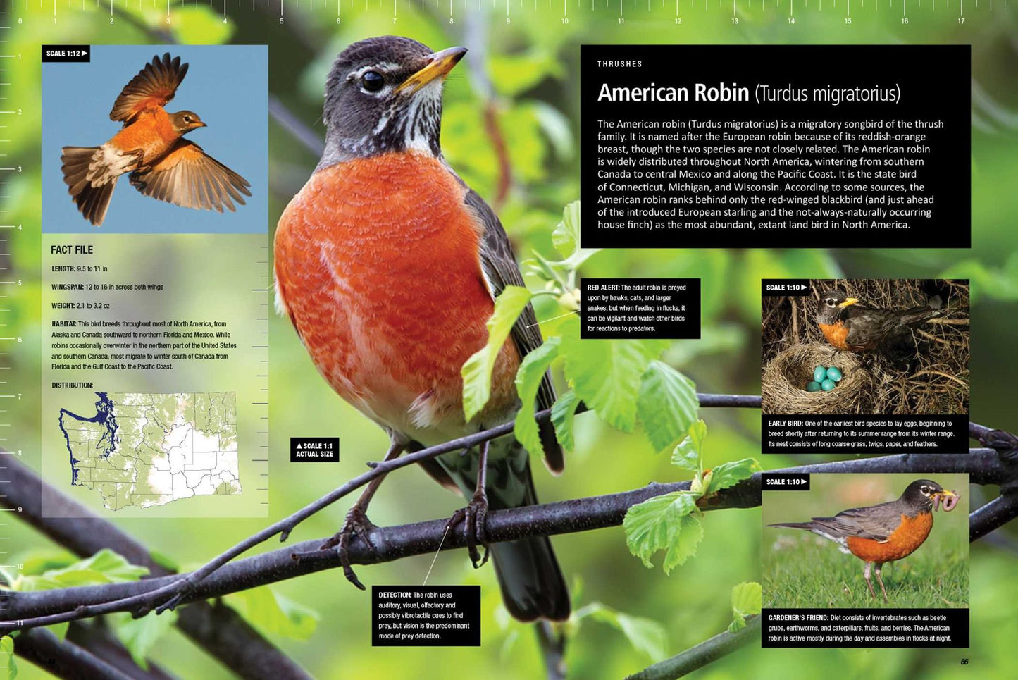 Life Size Birds