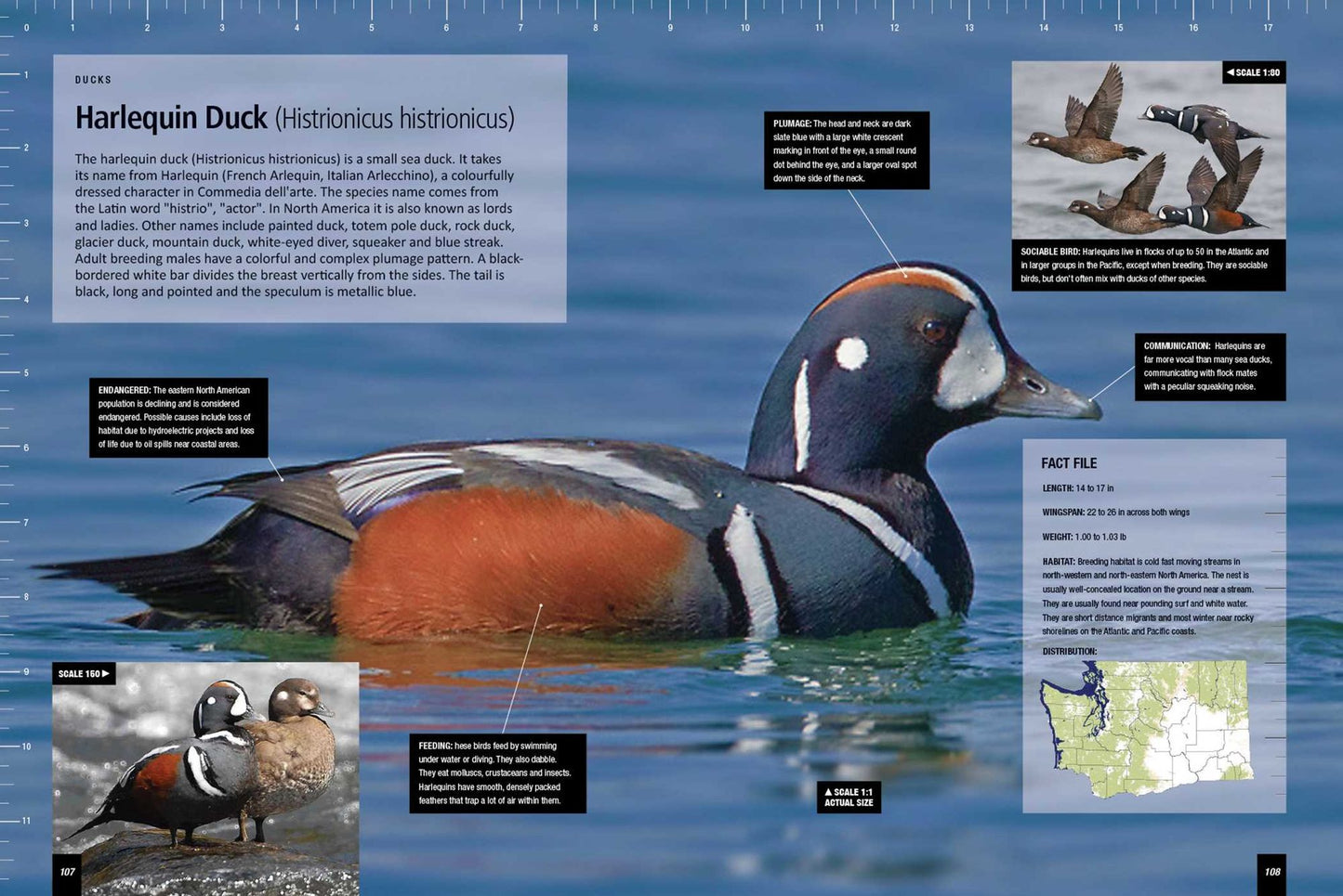 Life Size Birds
