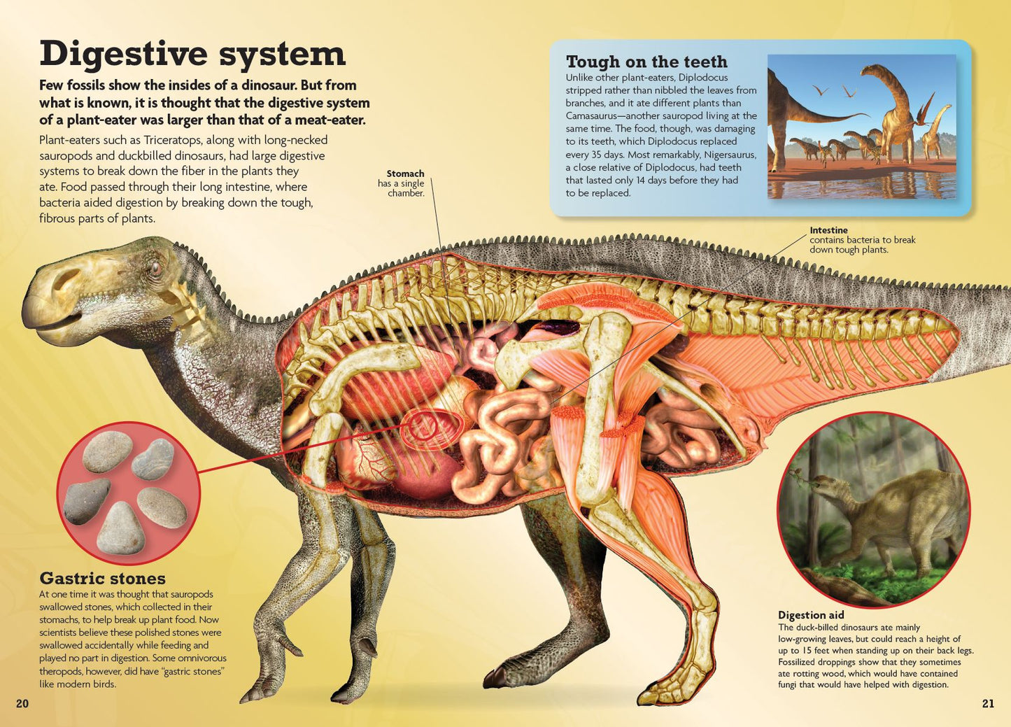 See Inside the Dinosaur: An Interactive 3-D Exploration of a Triceratops