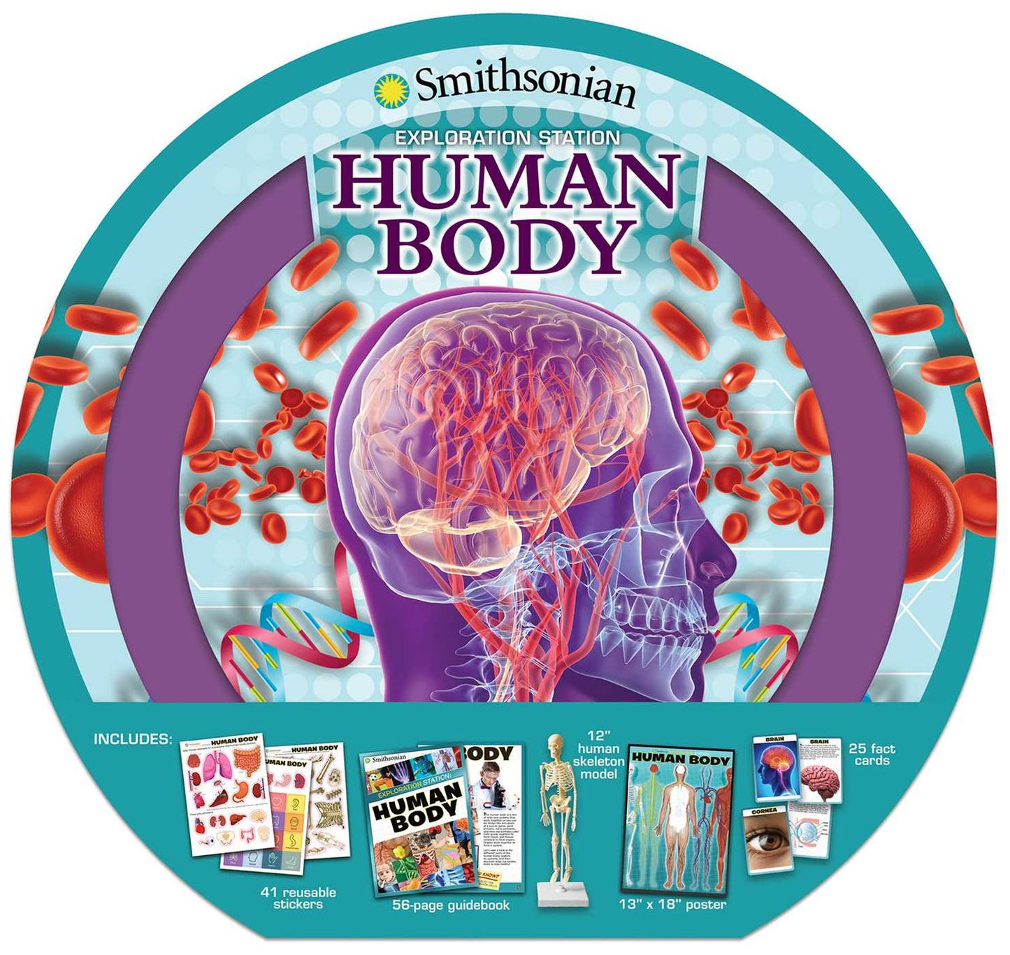 Exploration Station: The Human Body
