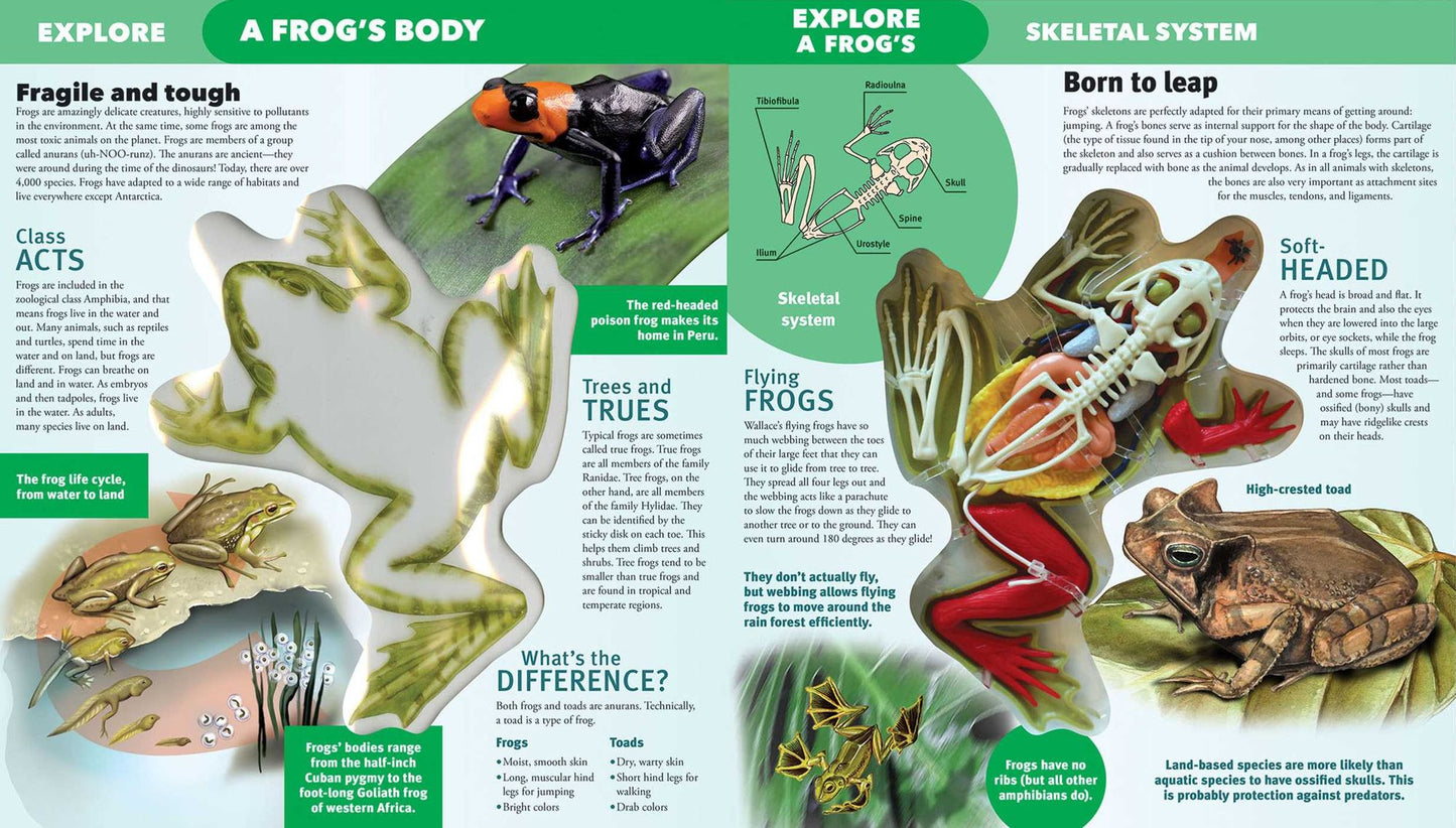 Explore a Frog