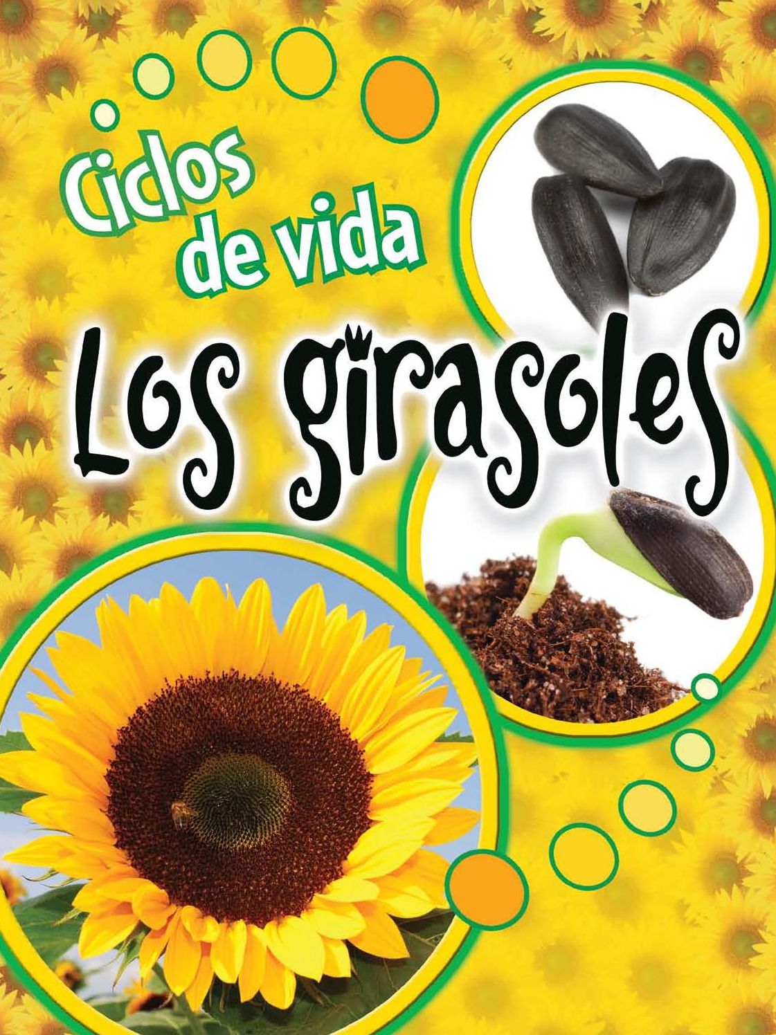 Ciclos de Vida Los Girasoles: Life Cycles: Sunflowers