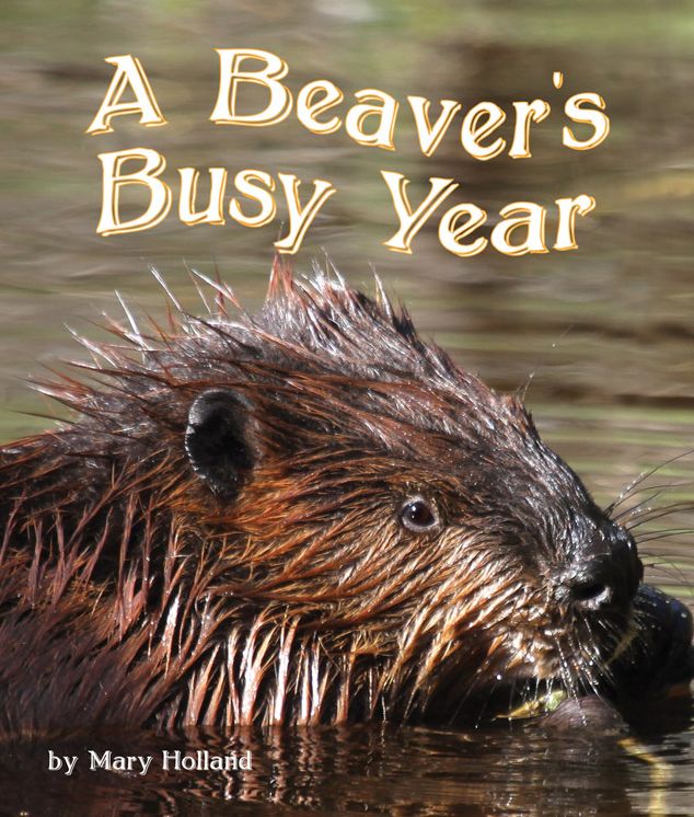 The Beavers' Busy Year