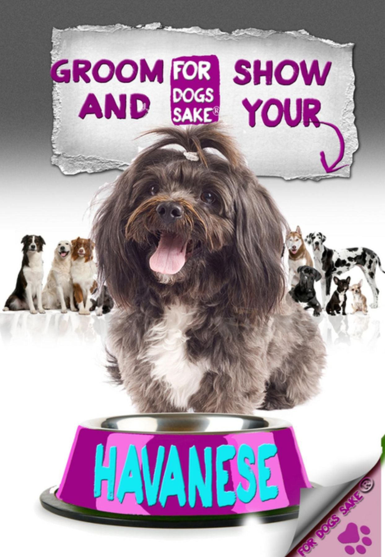 Groom & Show your Havanese