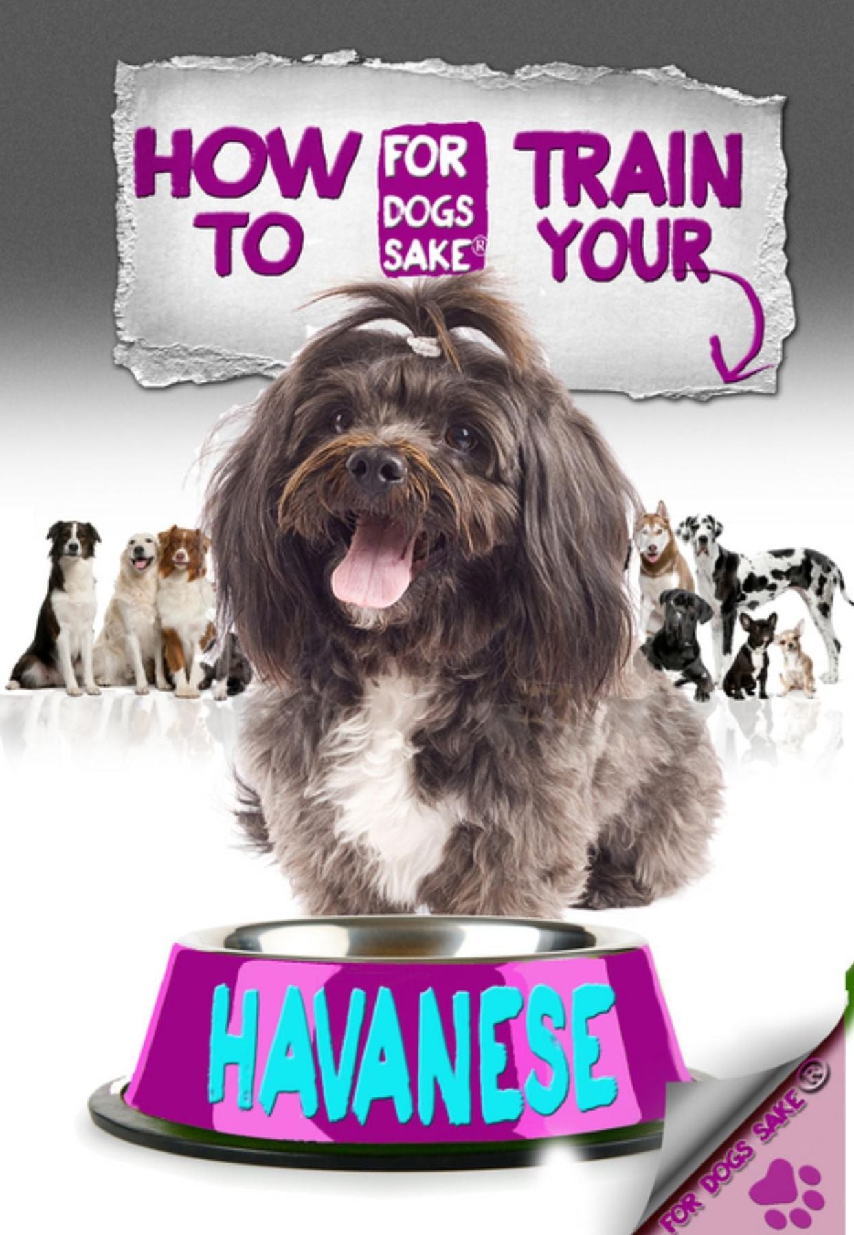How to Train Your Havanese