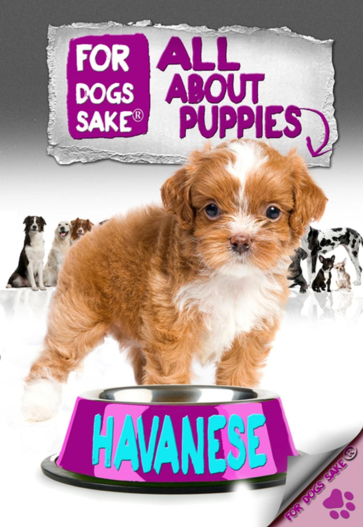All About Havanese Puppies