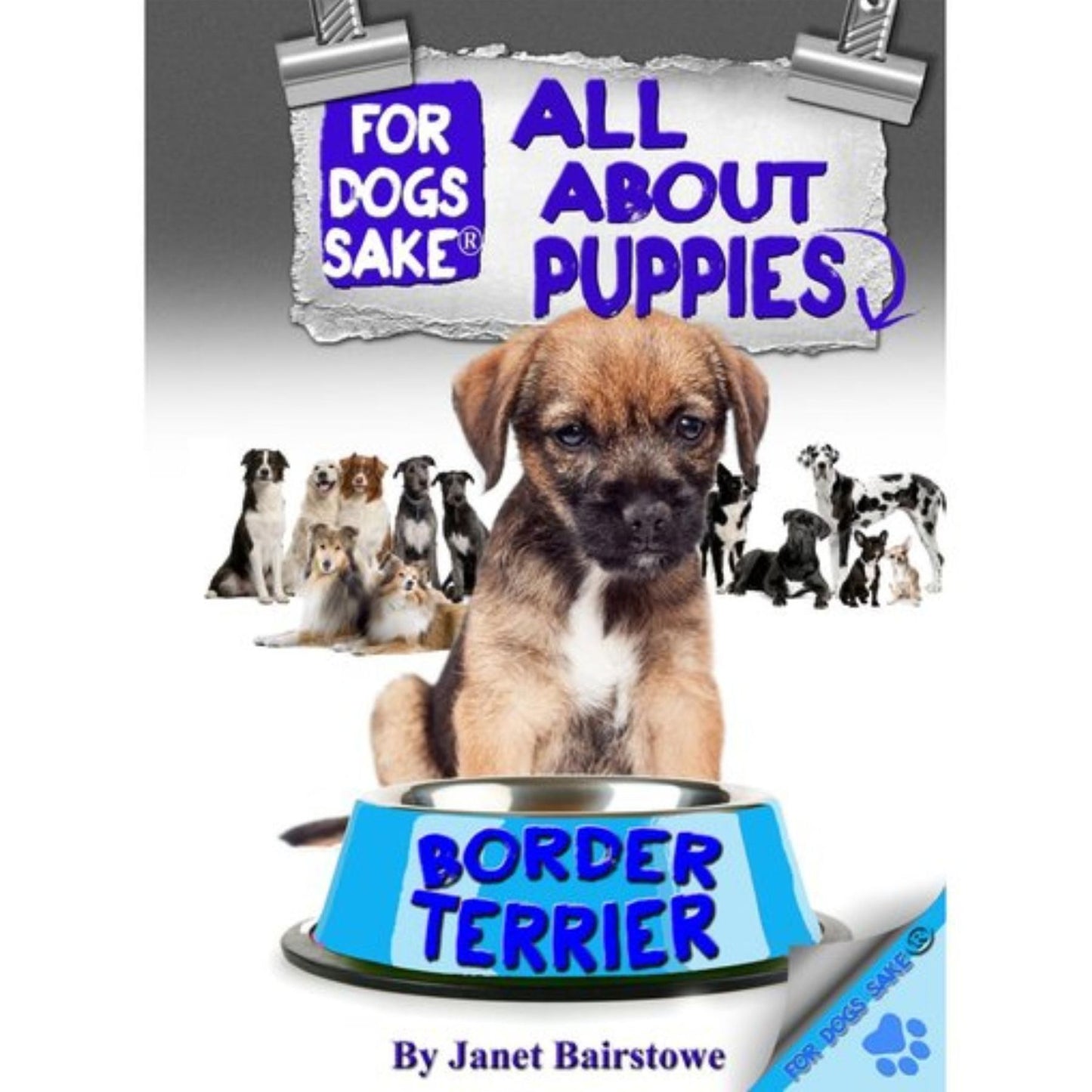 All About Border Terrier Puppies