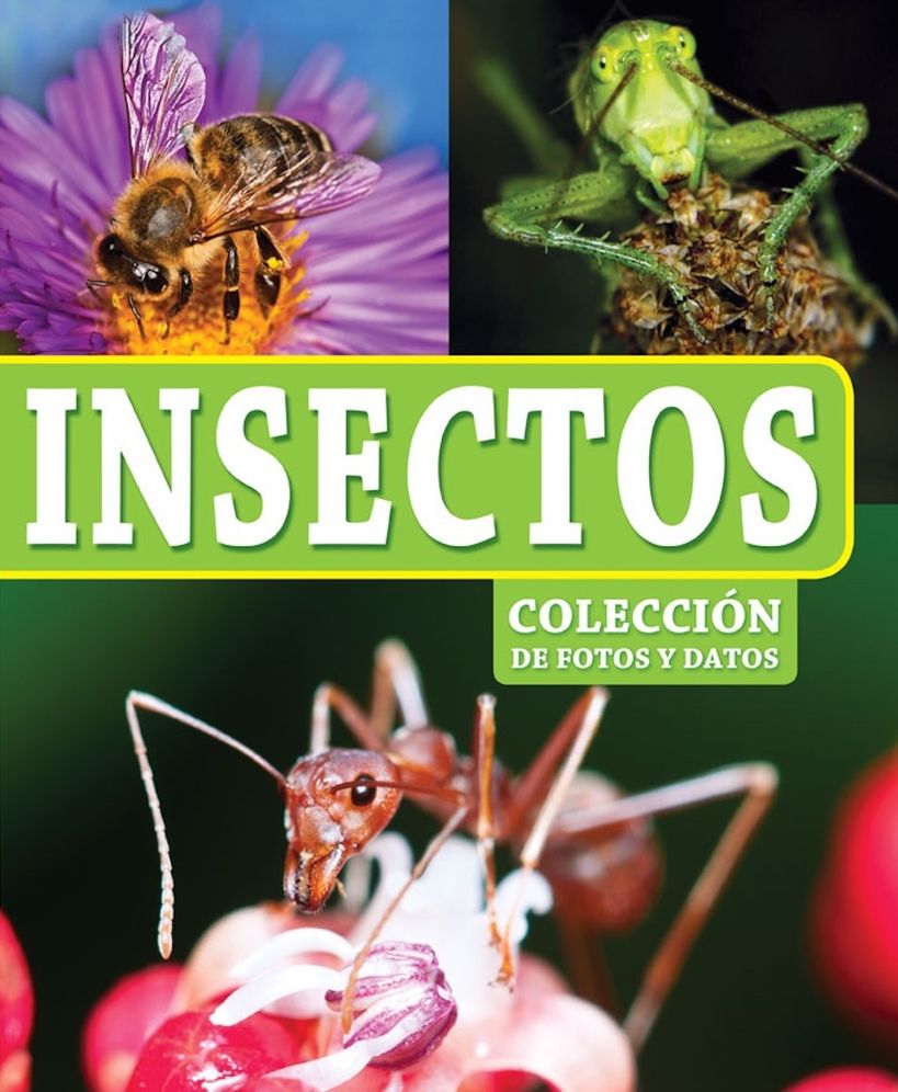Insectos