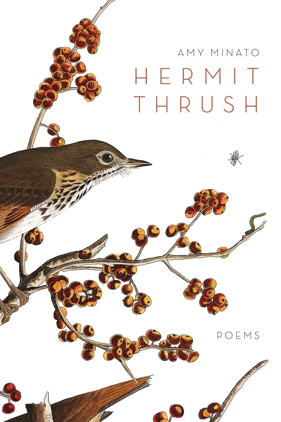 Hermit Thrush