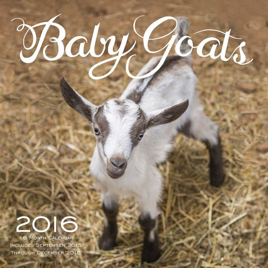 2016 Baby Goats Wall Calendar