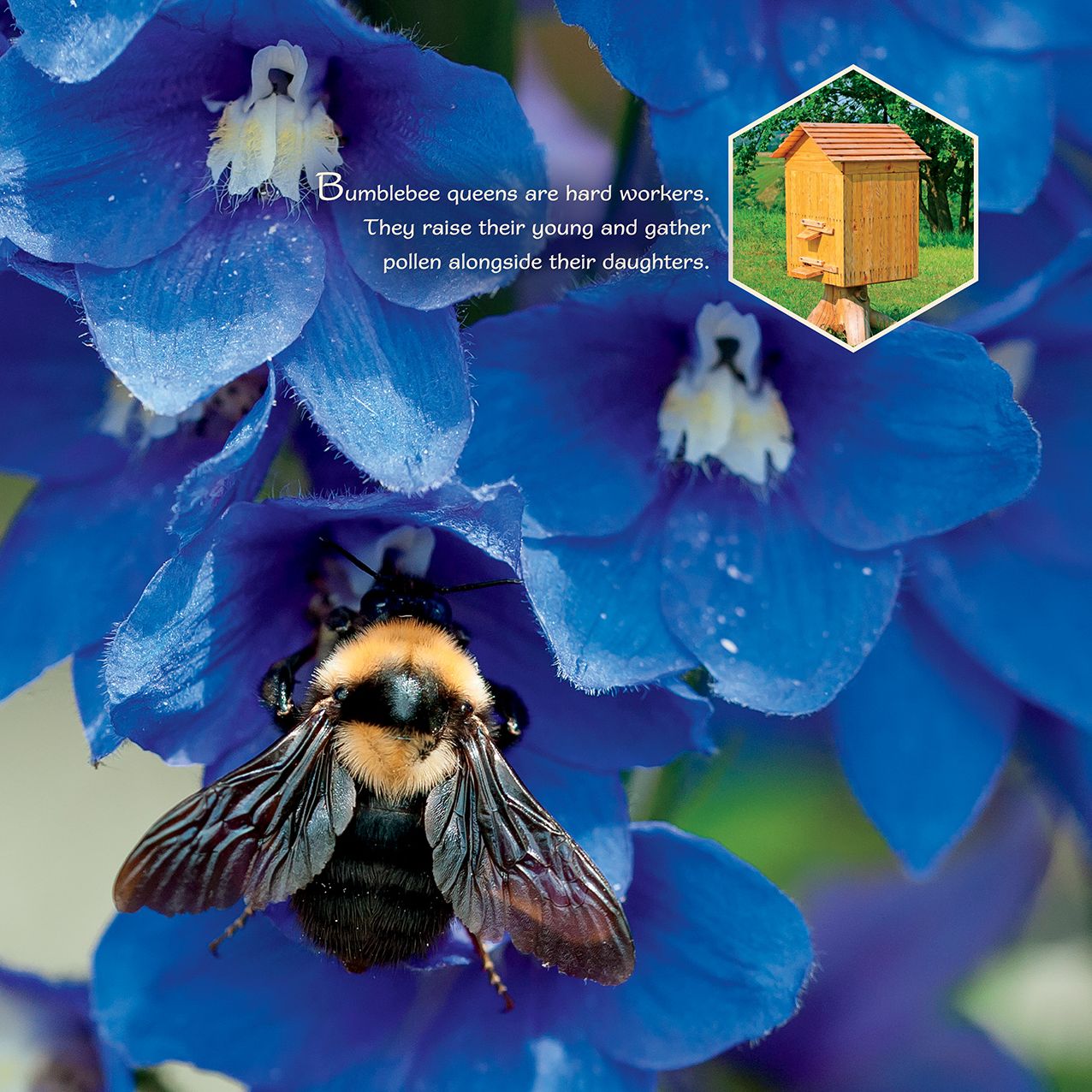 2016 Bee Happy Wall Calendar