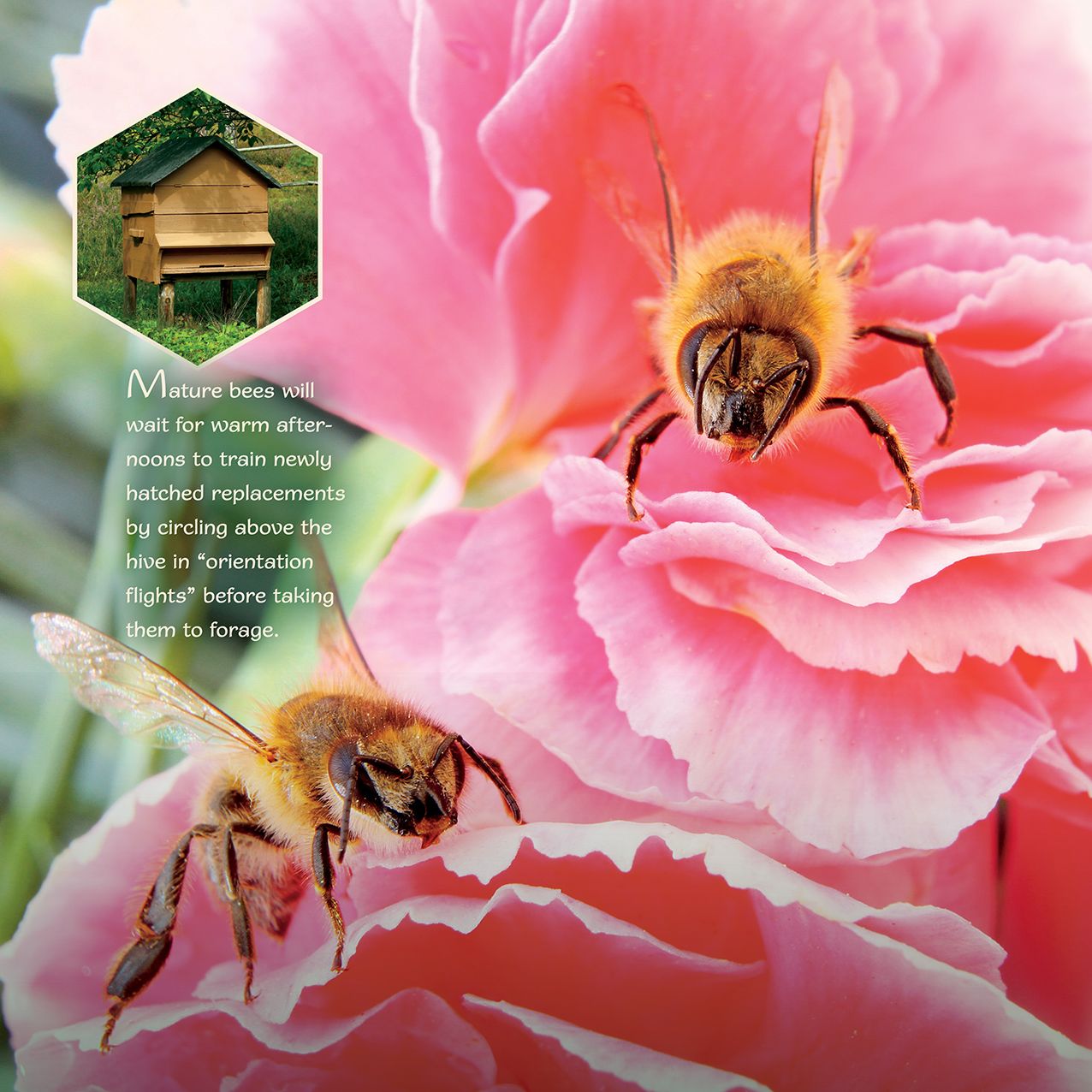 2016 Bee Happy Wall Calendar