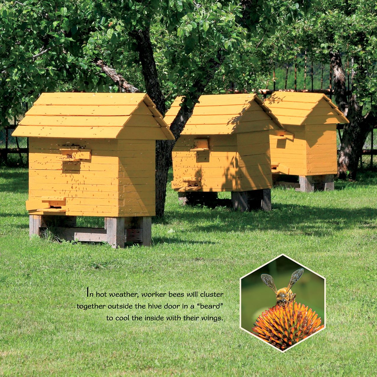 2016 Bee Happy Wall Calendar