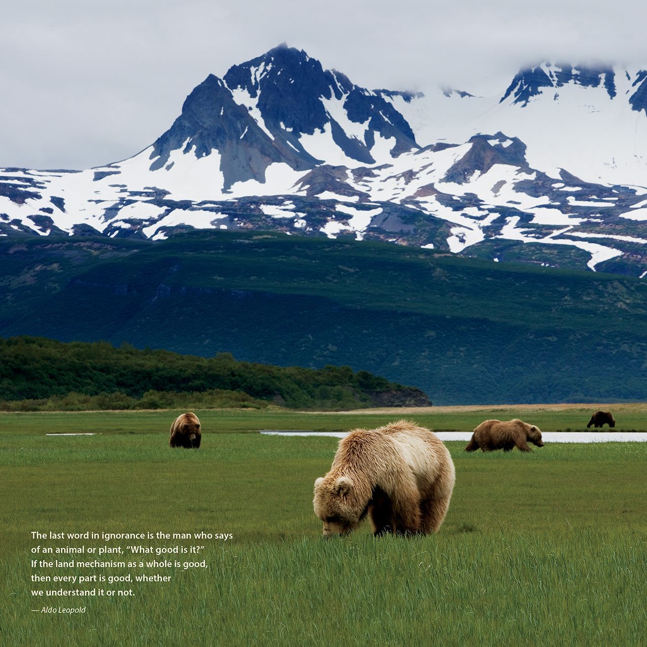 2016 Earth Is My Witness Wall Calendar