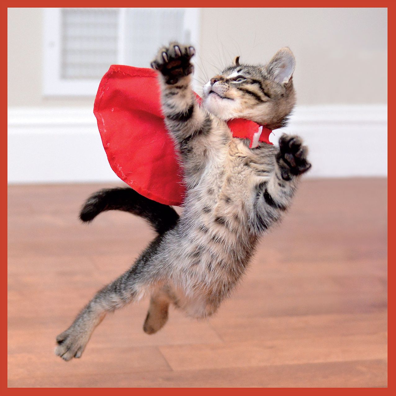 2016 Healthy Cat Wall Calendar