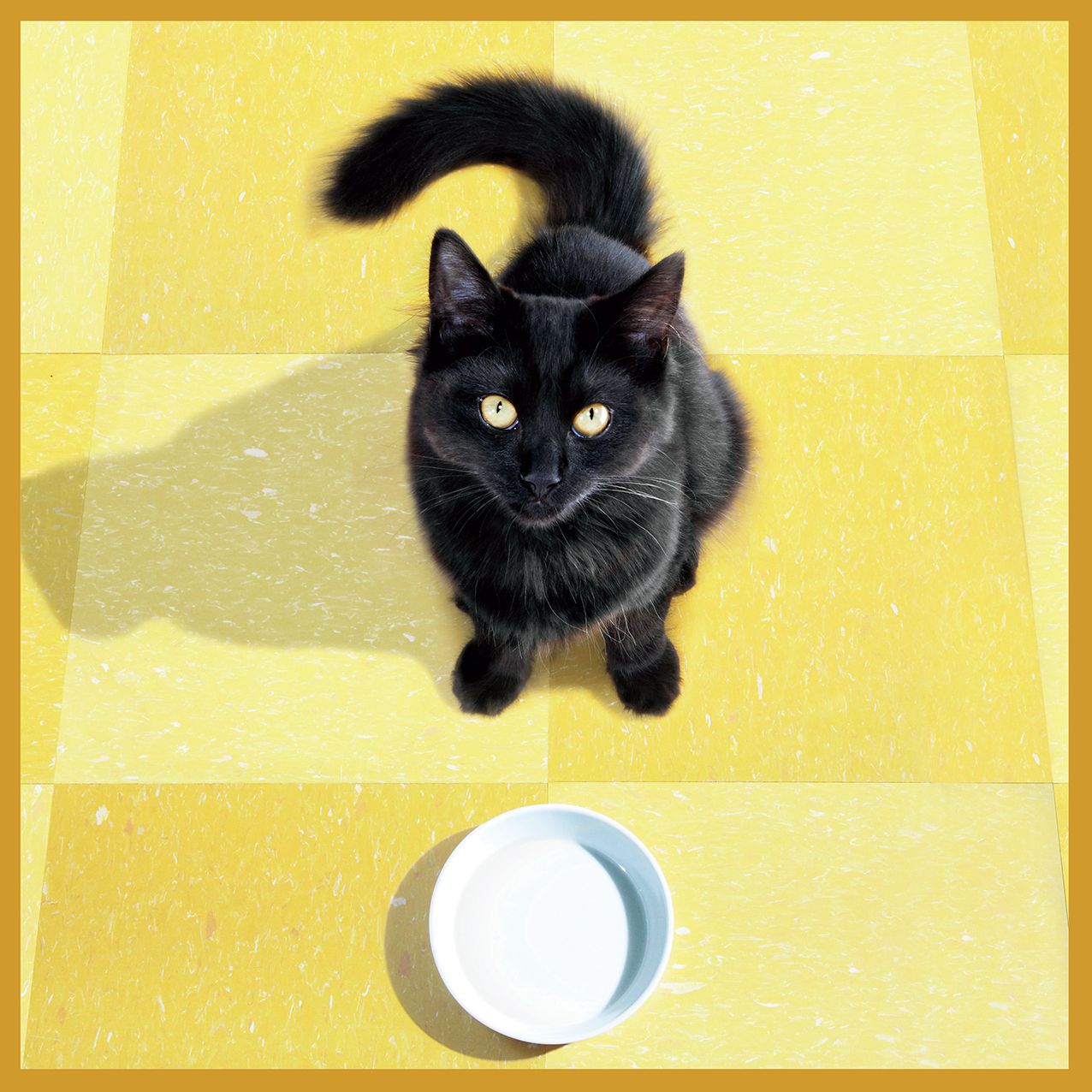 2016 Healthy Cat Wall Calendar