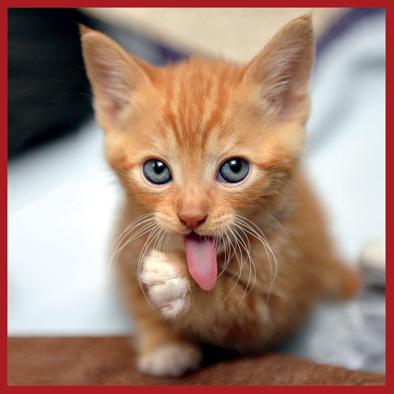 2016 Healthy Cat Wall Calendar