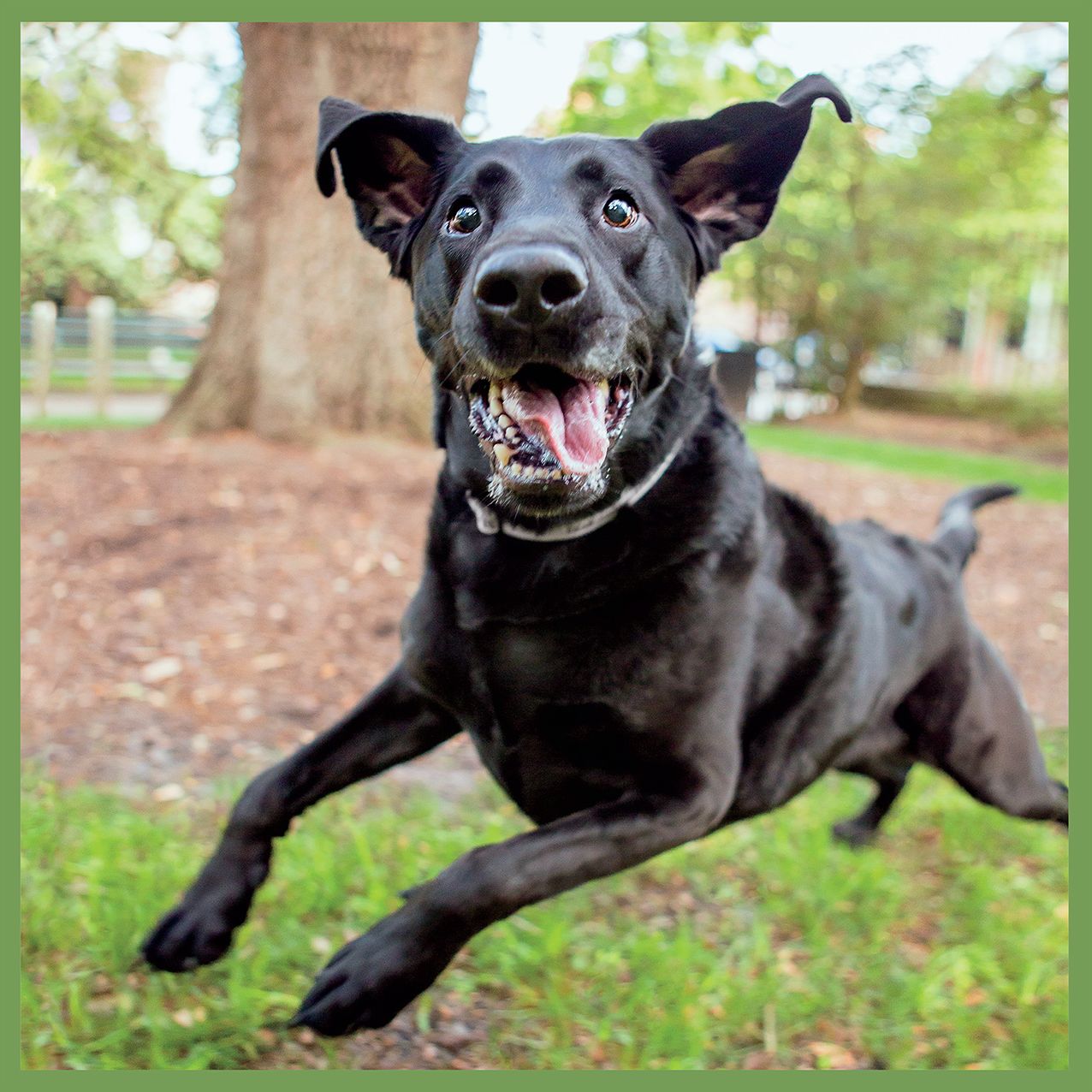 2016 Healthy Dog Wall Calendar