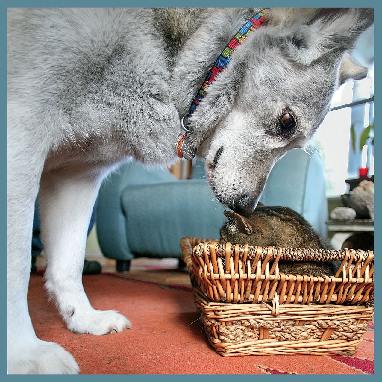 2016 Healthy Dog Wall Calendar