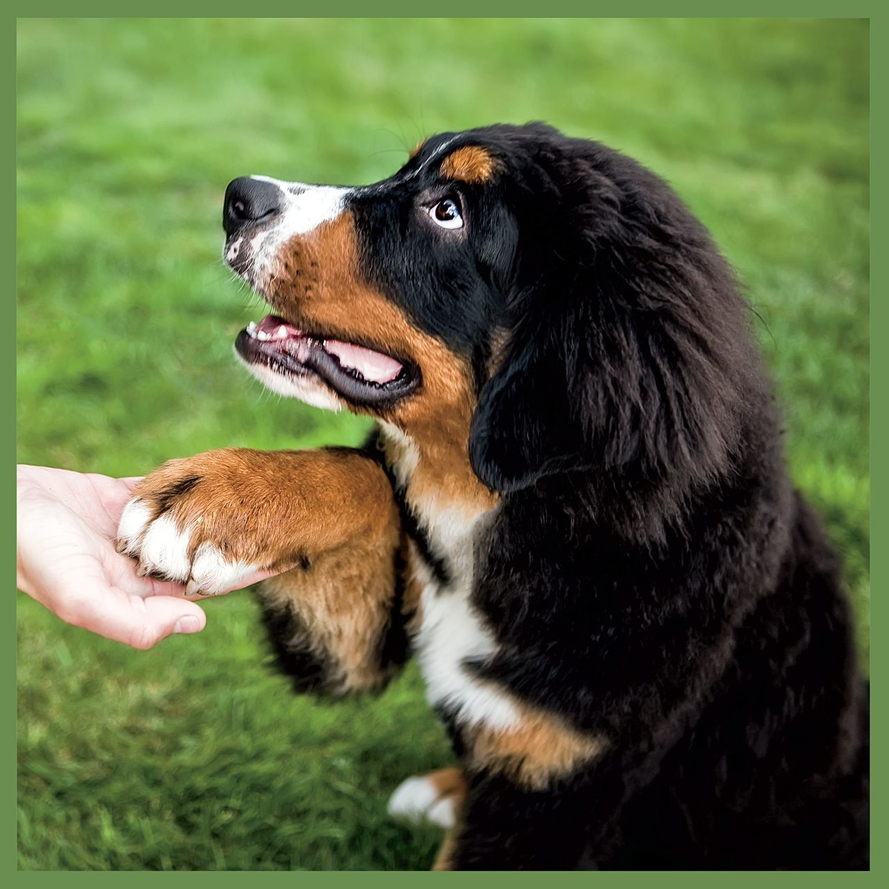 2016 Healthy Dog Wall Calendar
