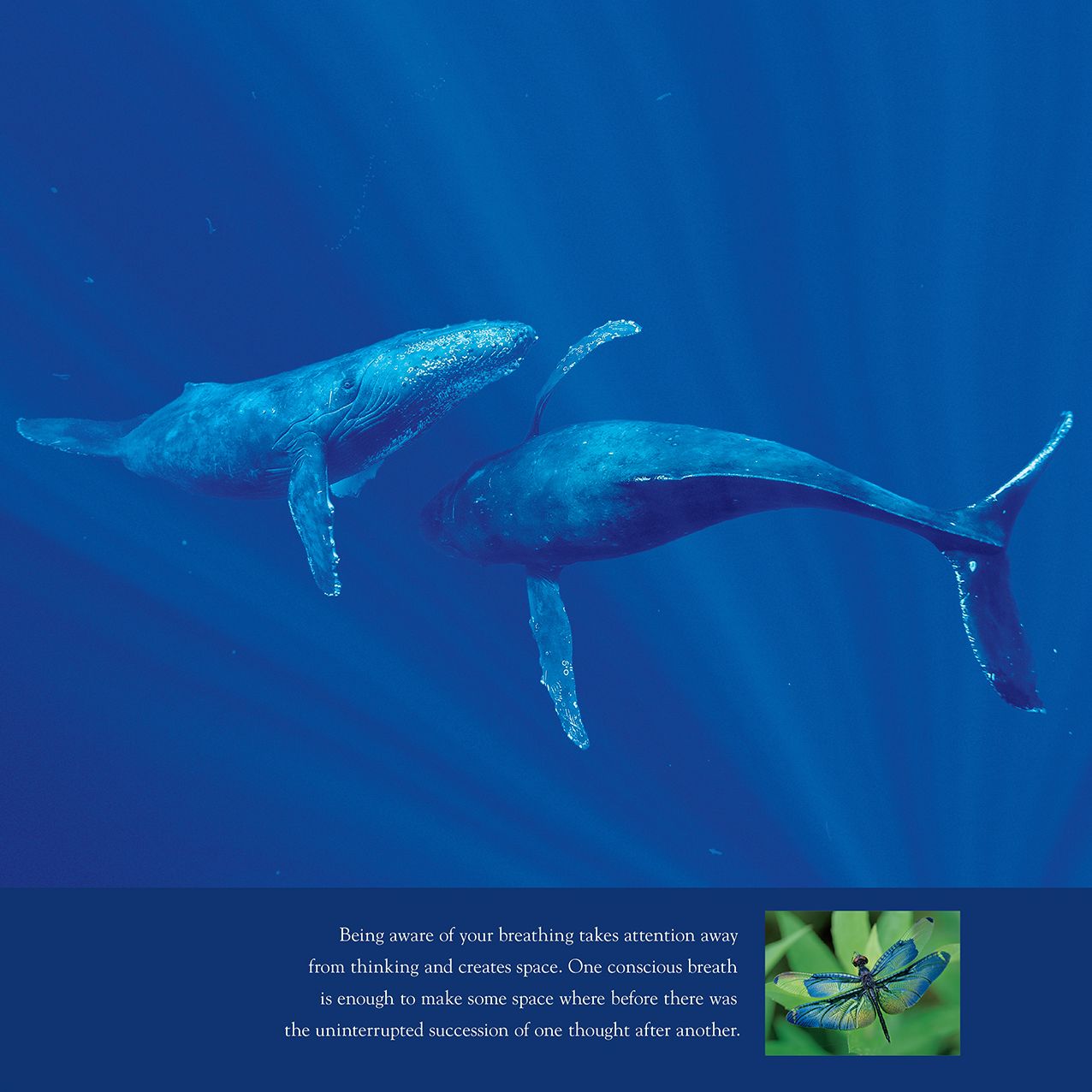 2016 New Earth Wall Calendar