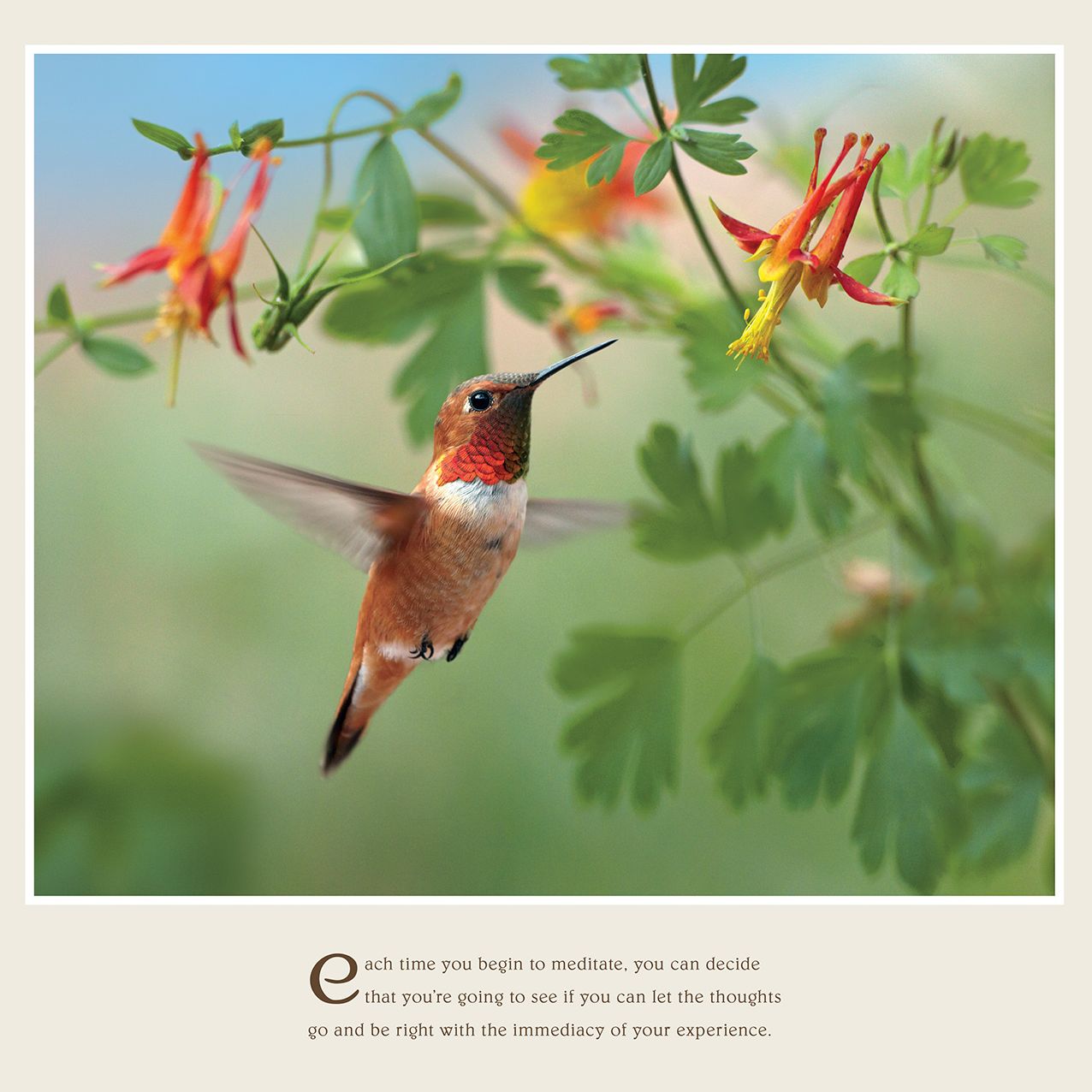 2016 Pema Chodron Wall Calendar