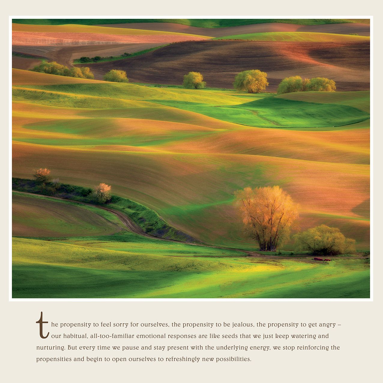 2016 Pema Chodron Wall Calendar