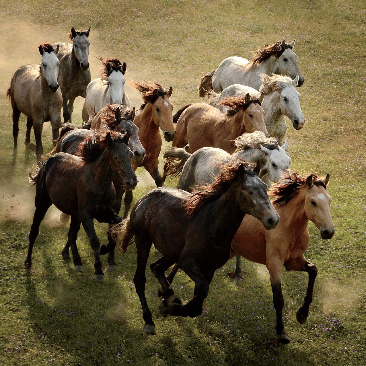 2016 Spirit Horses Wall Calendar