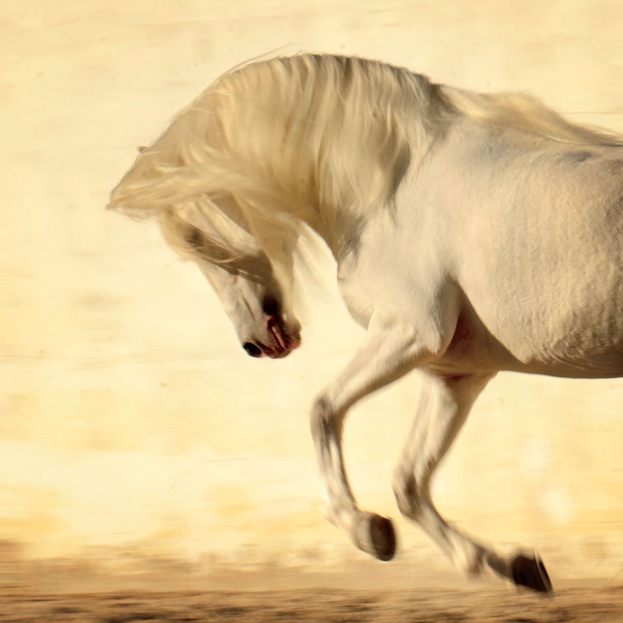 2016 Spirit Horses Wall Calendar