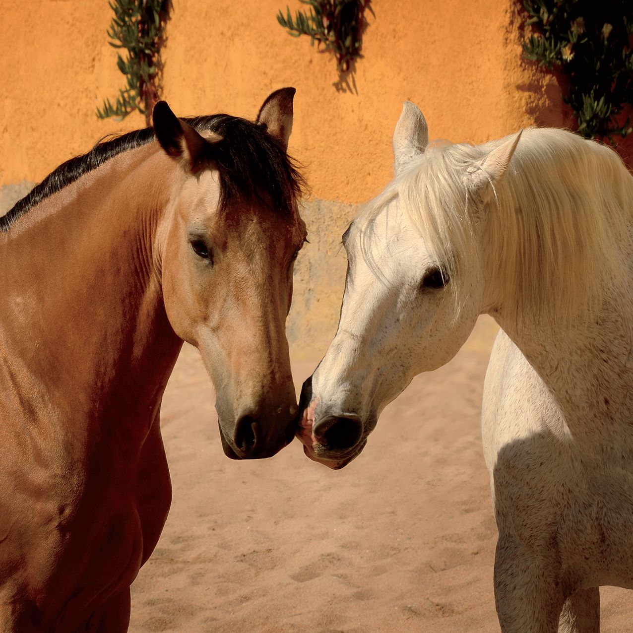 2016 Spirit Horses Wall Calendar