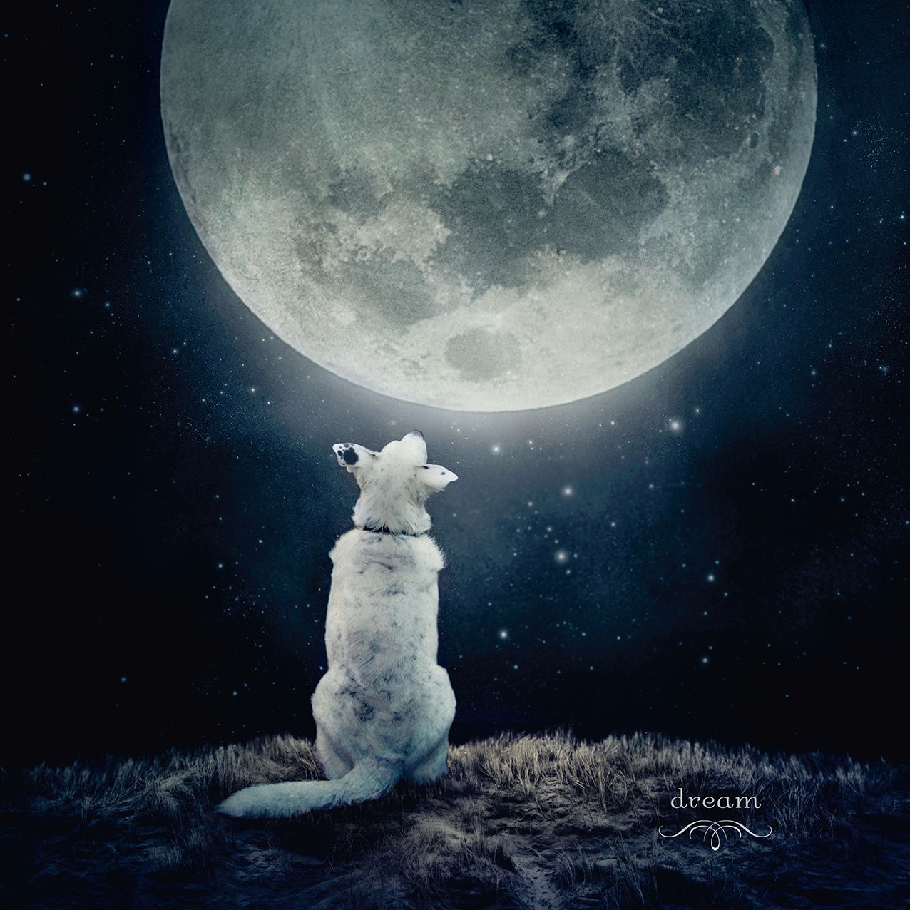 2016 Animal Tales Wall Calendar