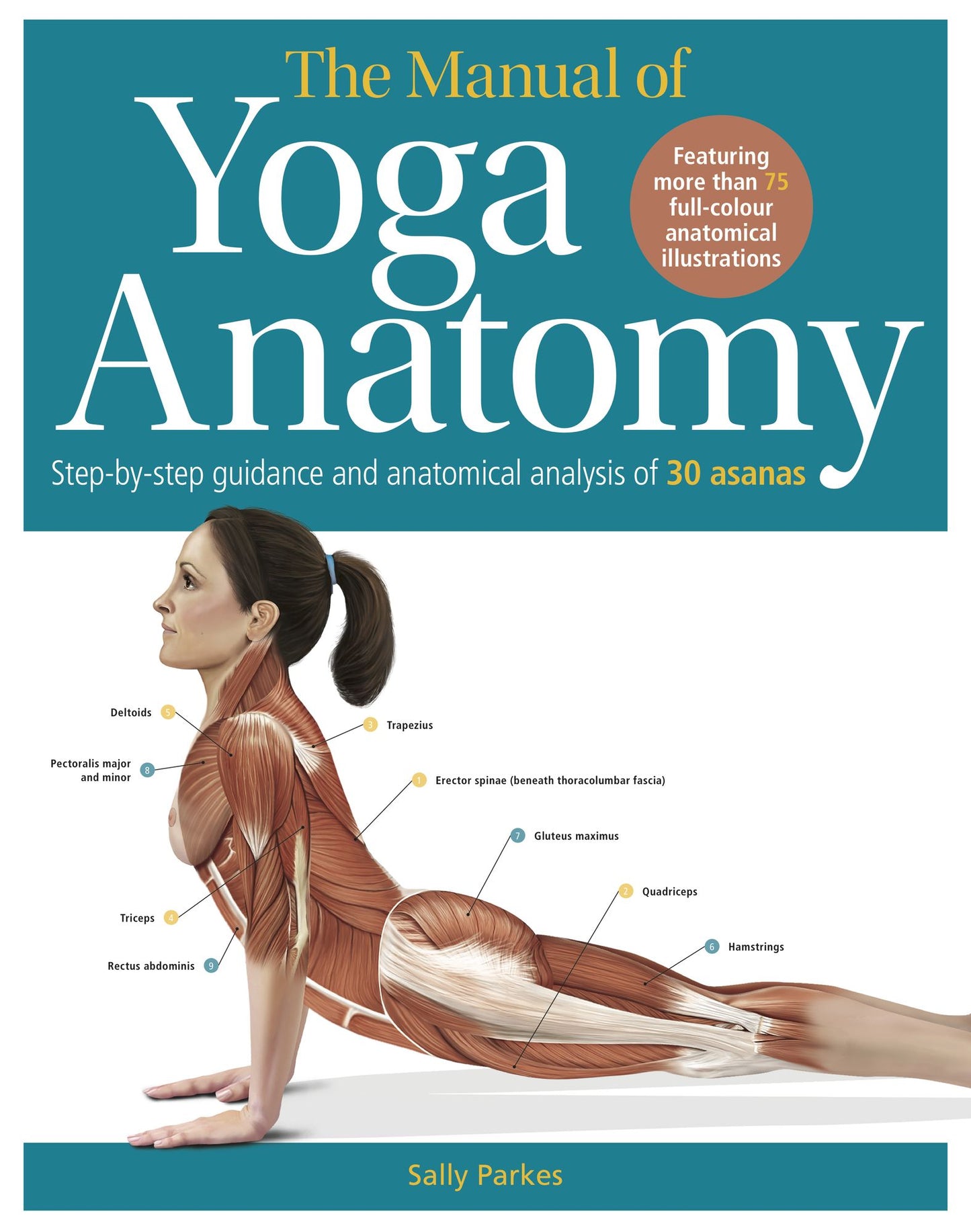 The Student's Manual of Yoga Anatomy: 30 Essential Poses Analyzed, Explained, and Illustrated
