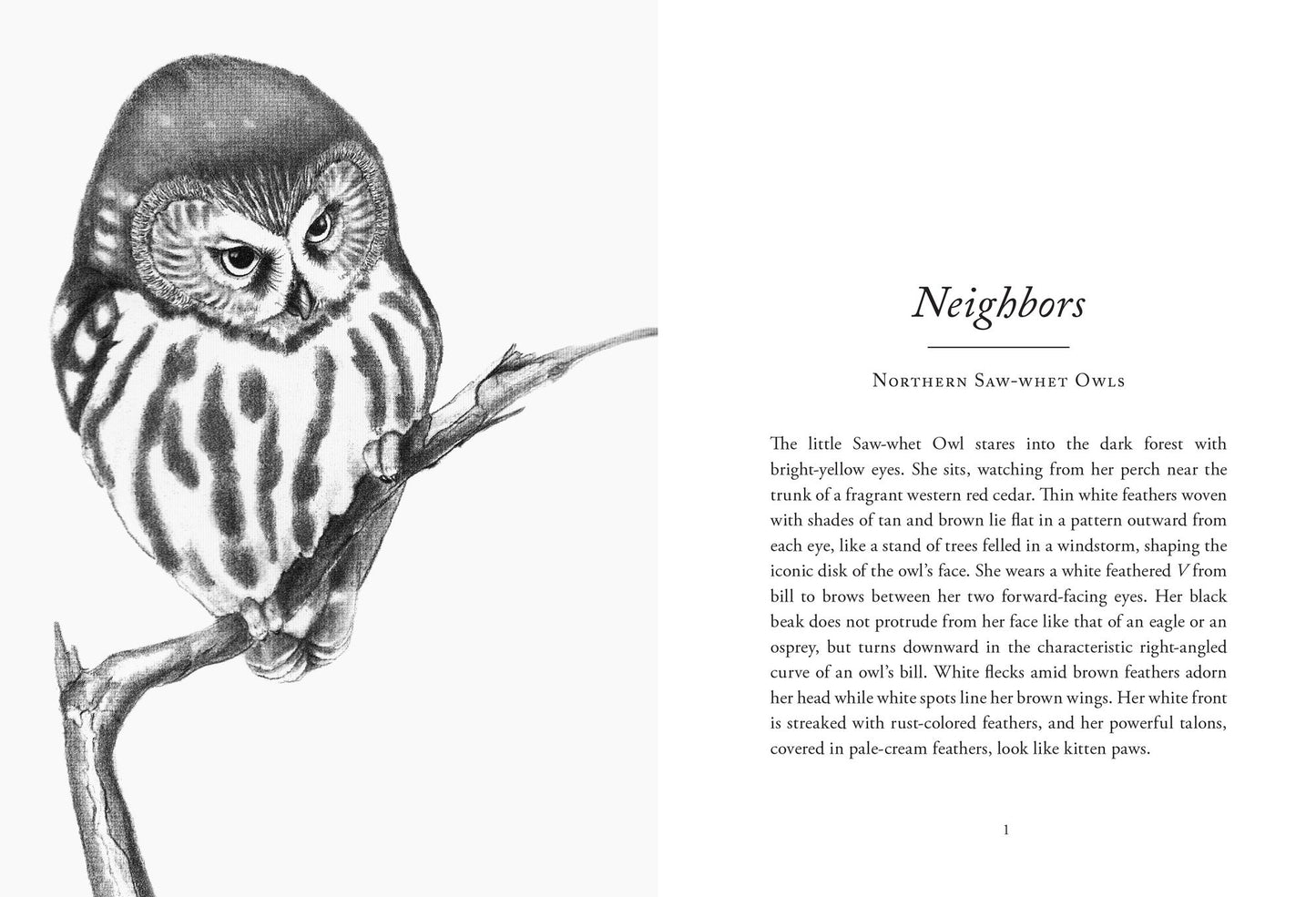The Hidden Lives of Owls: The Science and Spirit of Nature's Most Elusive Birds