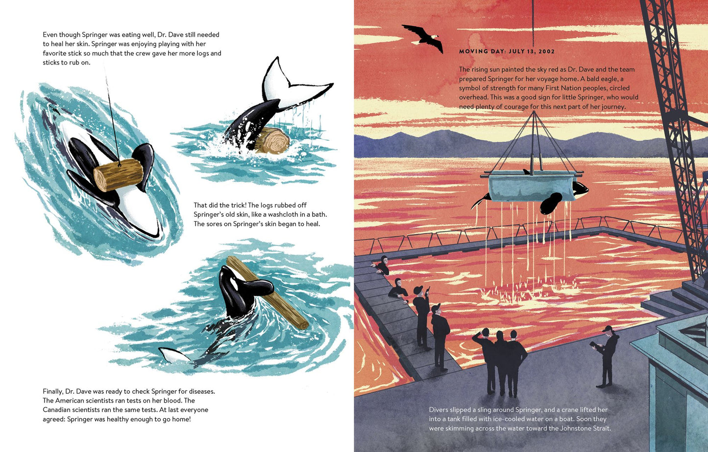The Spirit of Springer : The Real-life Rescue of an Orphaned Orca