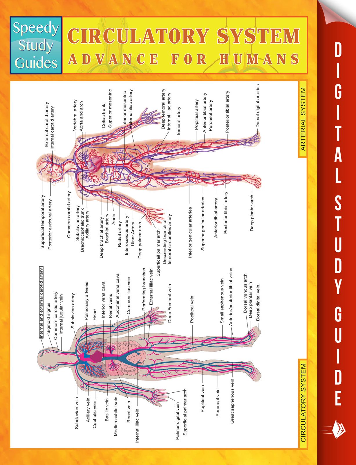 Circulatory System Advanced For Humans: (Medical Study Guides)