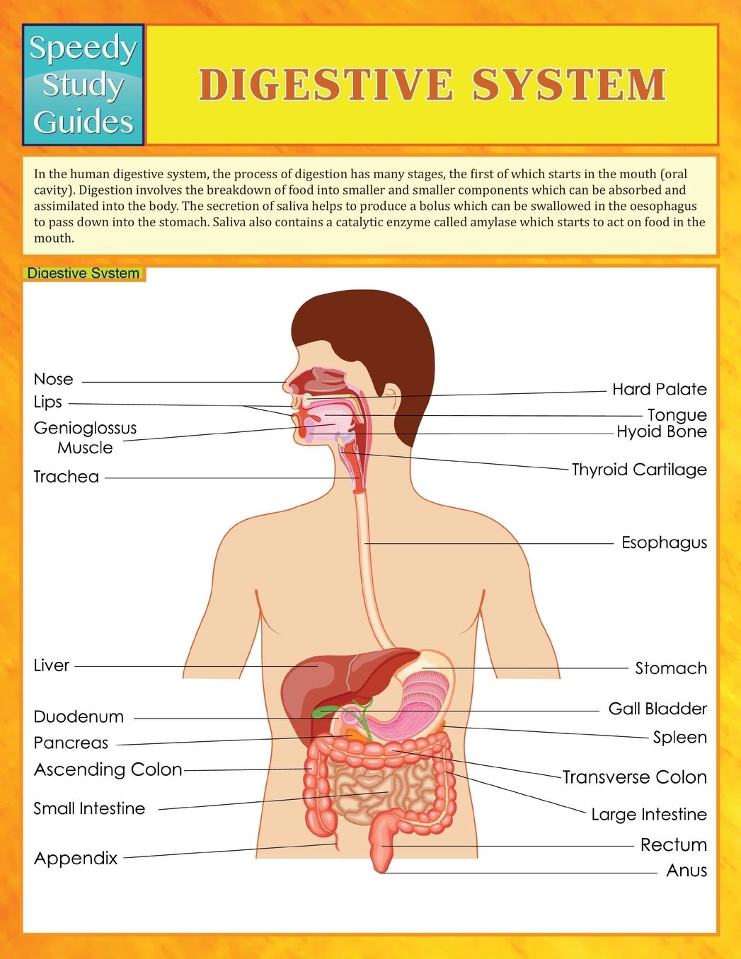 Digestive System (Speedy Study Guides)