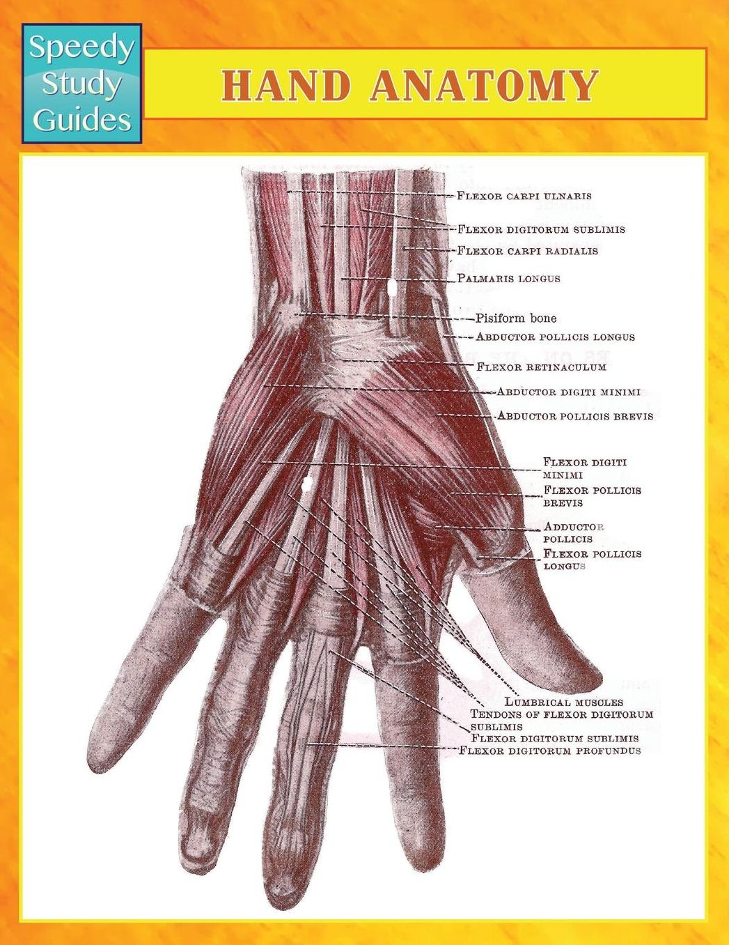 Hand Anatomy (Speedy Study Guides)