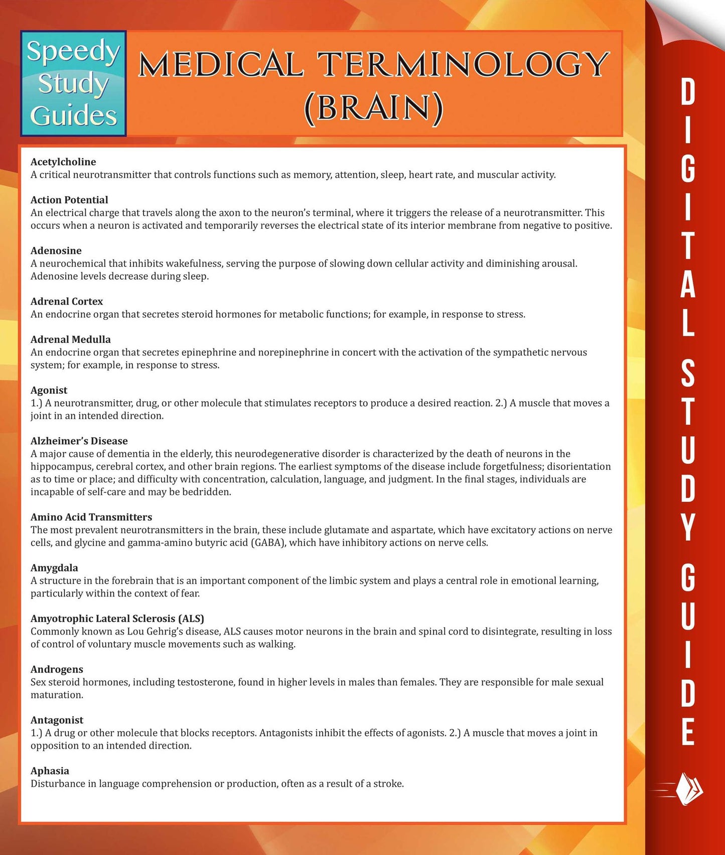 Medical Terminology: Brain (Speedy Study Guides)