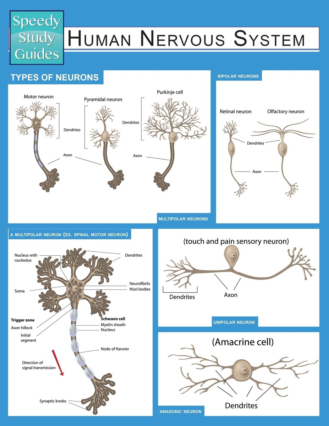 Human Nervous System (Speedy Study Guide)