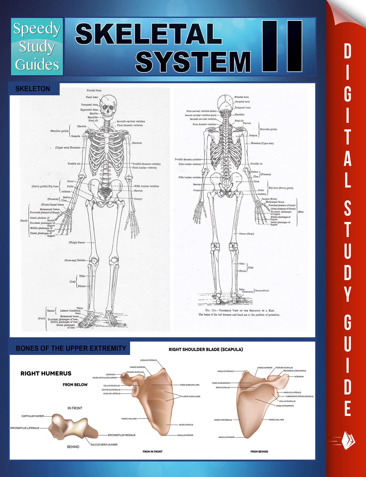 Skeletal System II (Speedy Study Guides)