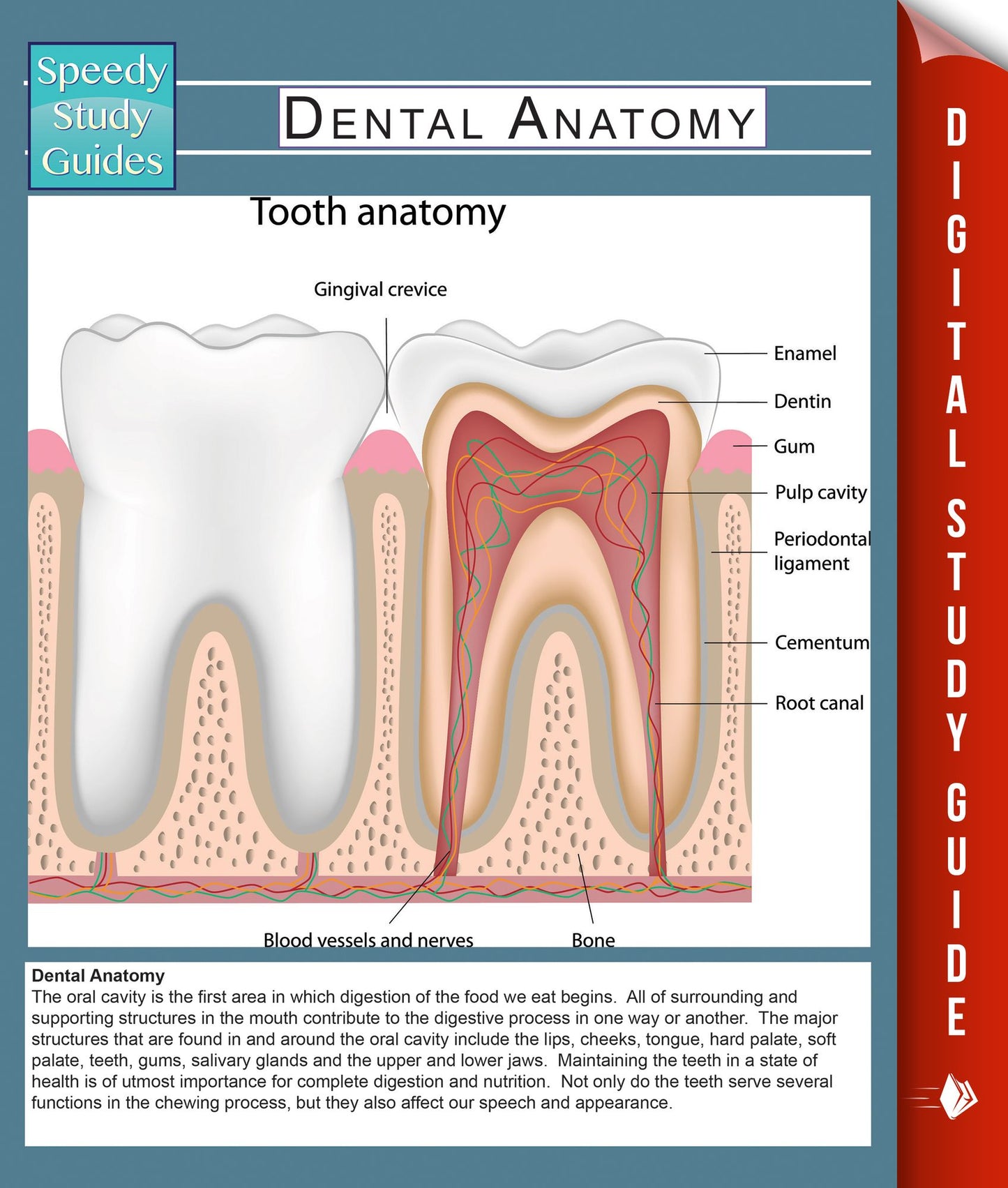 Dental Anatomy (Speedy Study Guides)