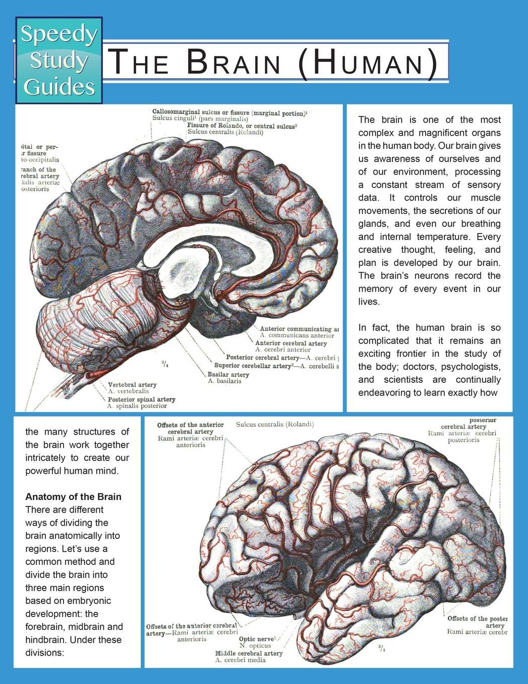 The Brain (Human) (Speedy Study Guide)