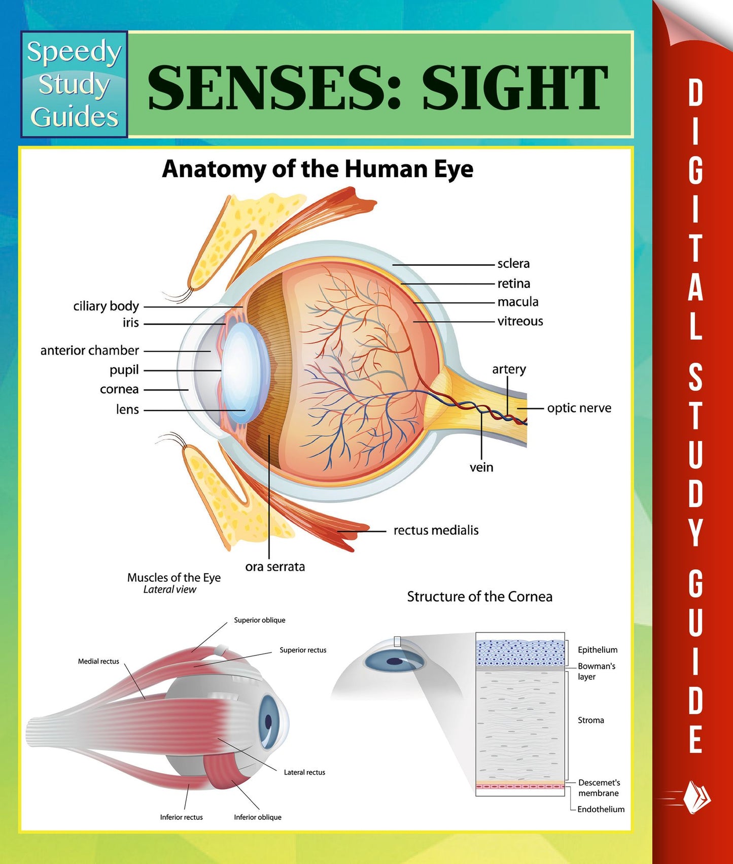 Senses: Sight Speedy Study Guides