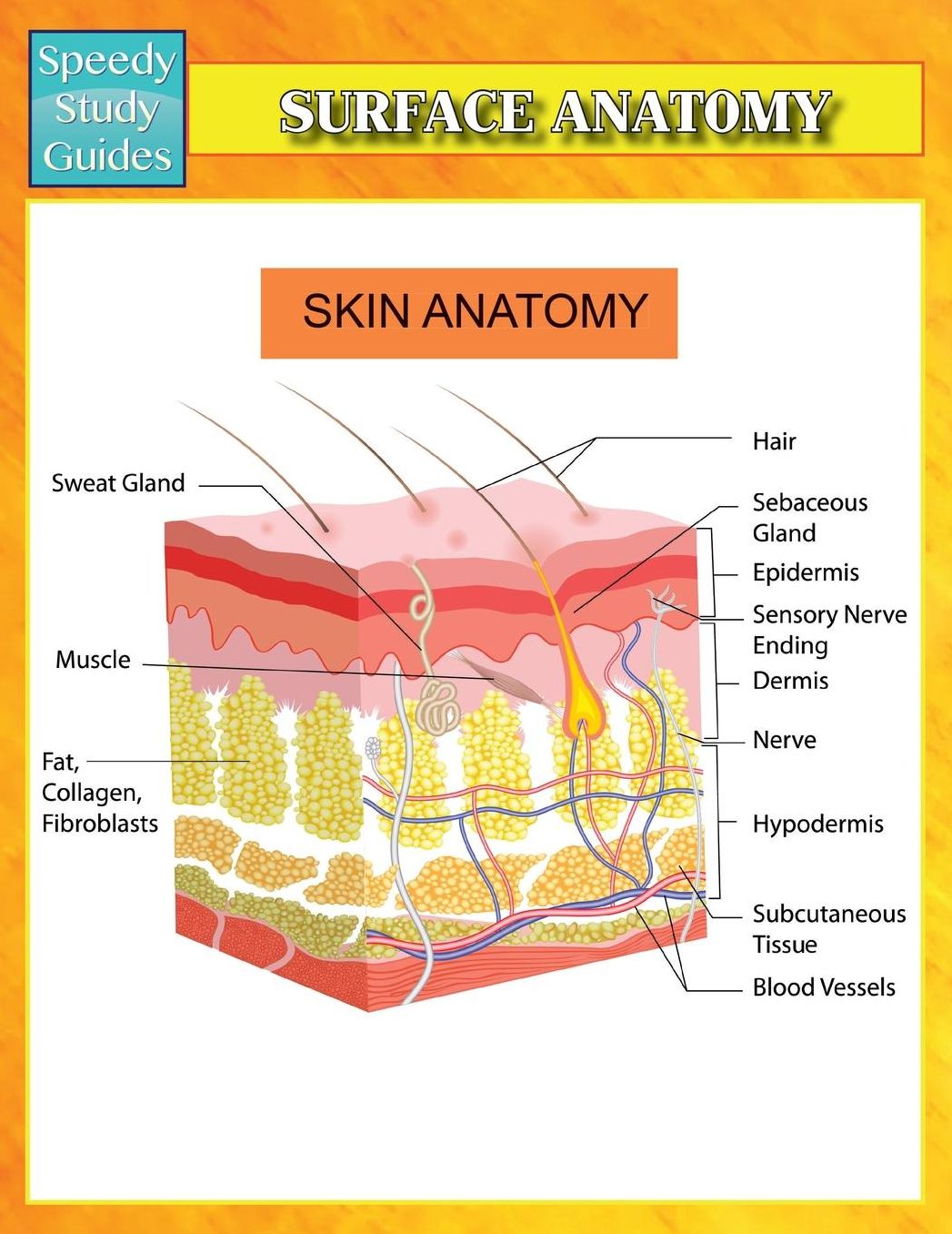 Surface Anatomy (Speedy Study Guides)