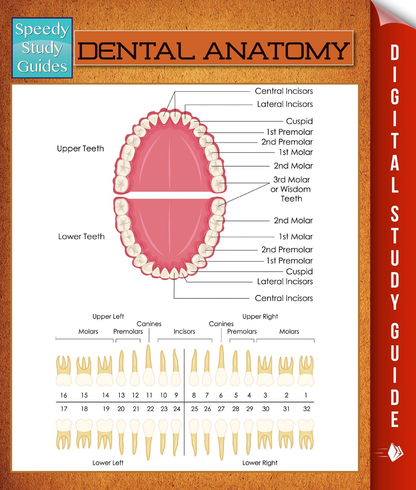 Dental Anatomy: Speedy Study Guides